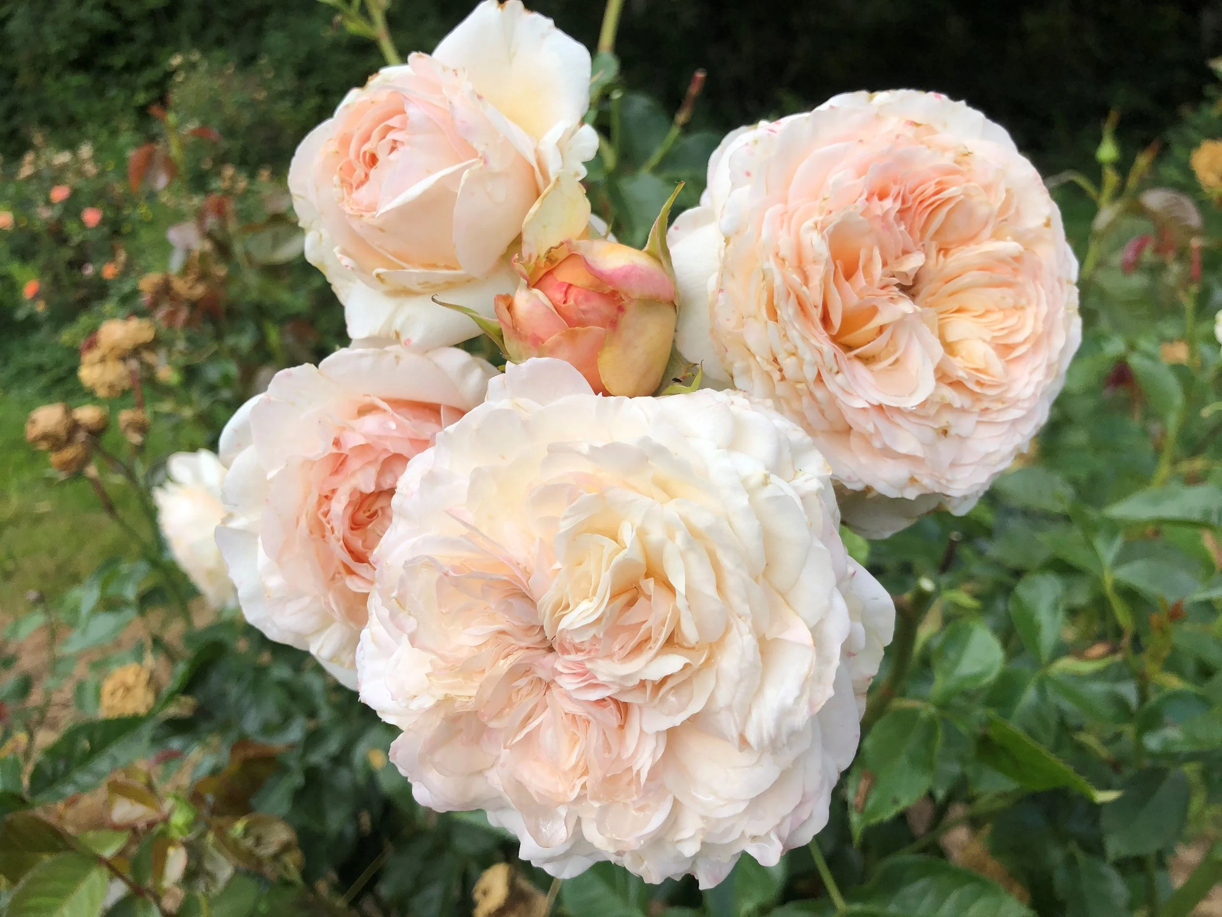 Dylan Rose — Select Roses