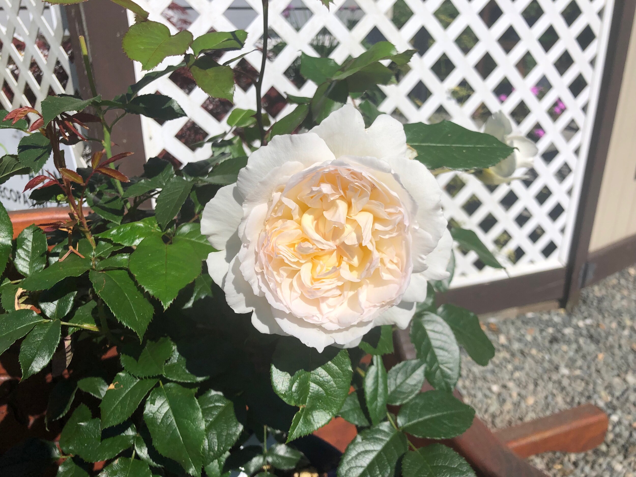 Rose Garden ボレロ Rose Garden Bolero by Baby, the Stars Shine Bright