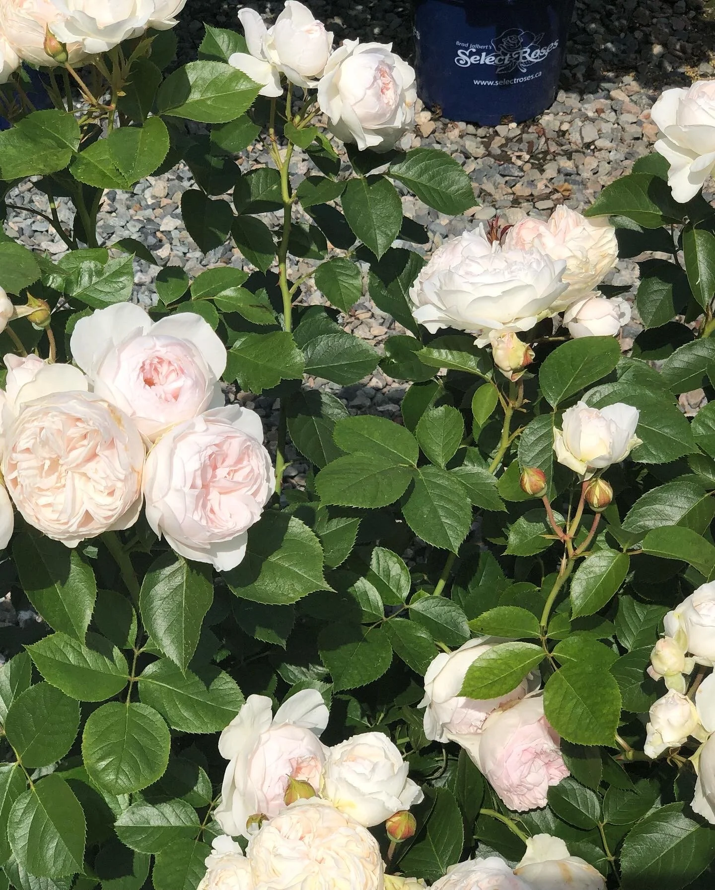 Francis Meilland — Select Roses