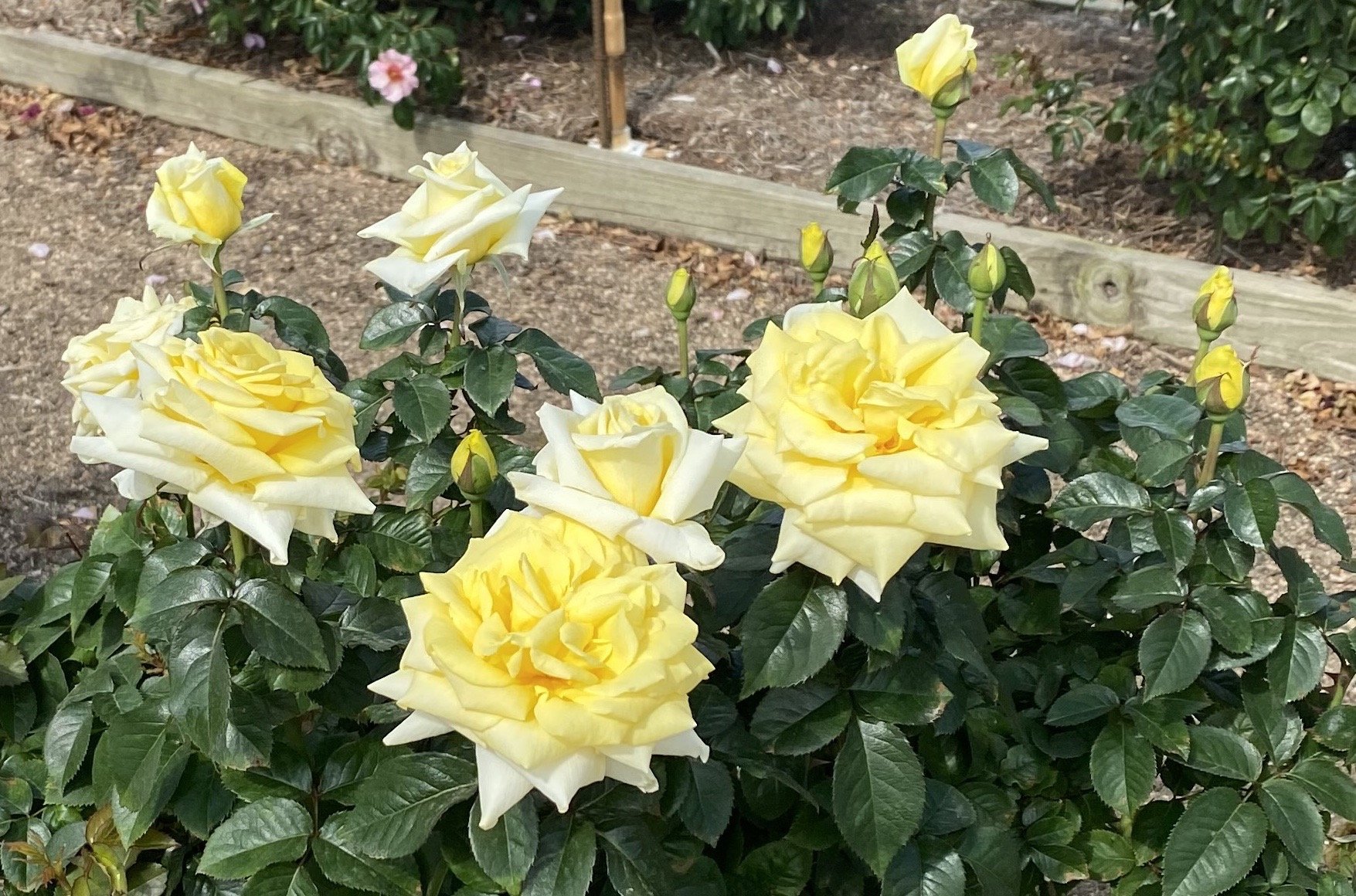 lemontini-select-roses