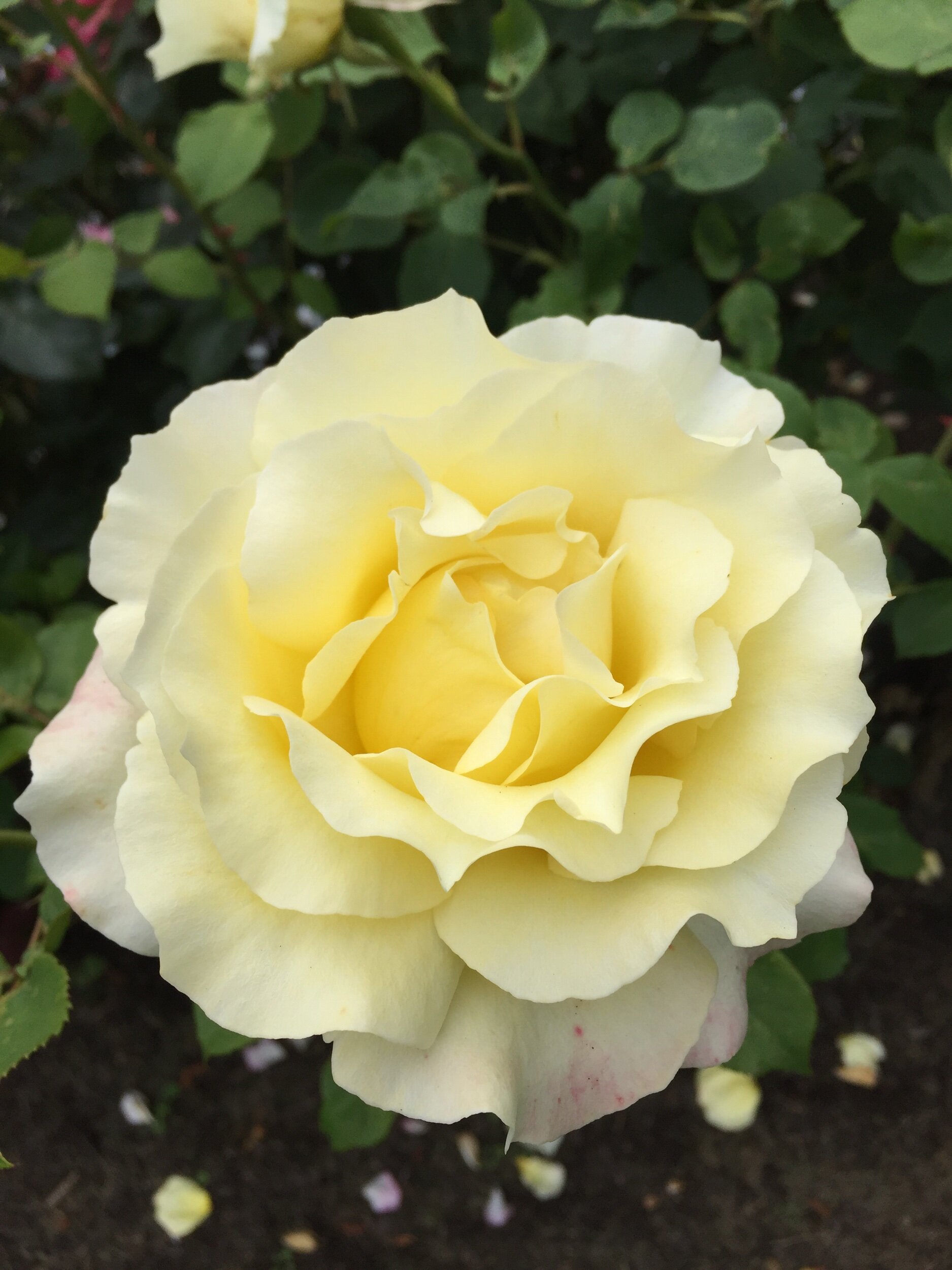 Pretty Polly Lavender<br/>Landscape Rose — Select Roses