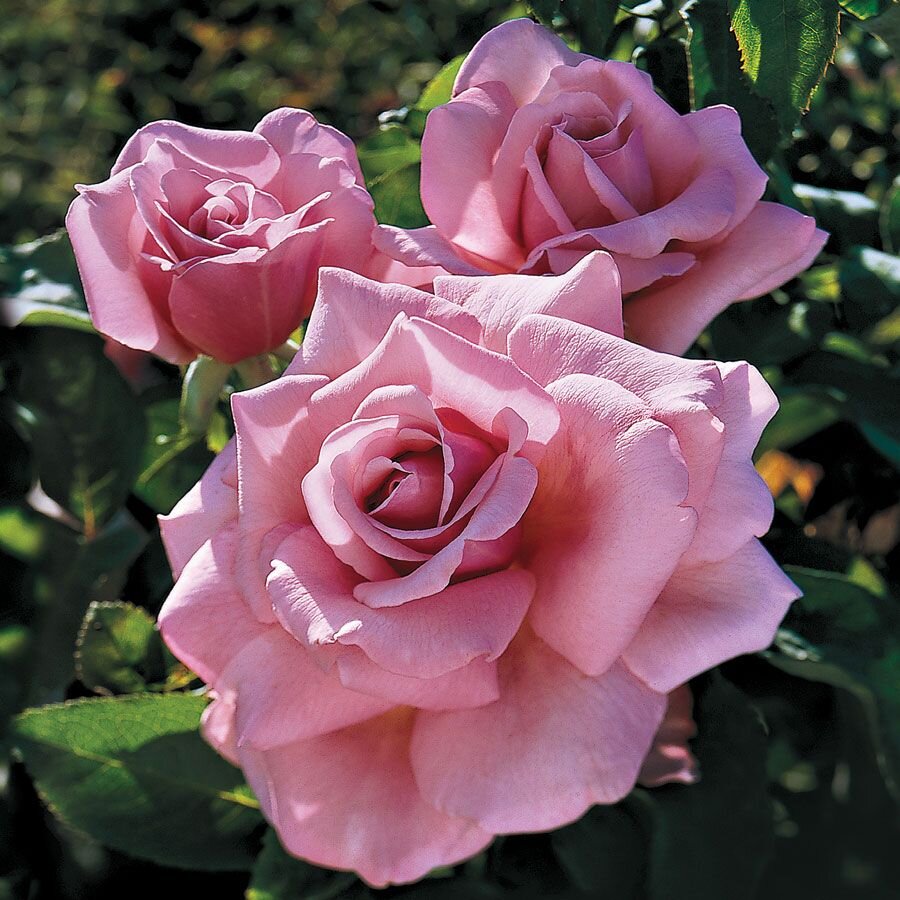 Queen of Sweden — Select Roses