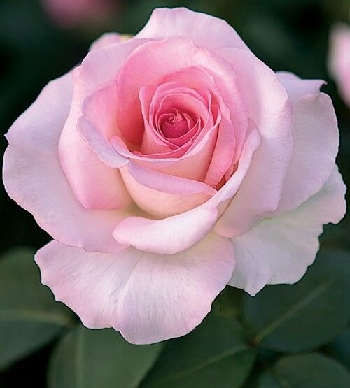 pink promise.jpg