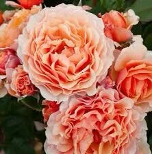Polka — Select Roses
