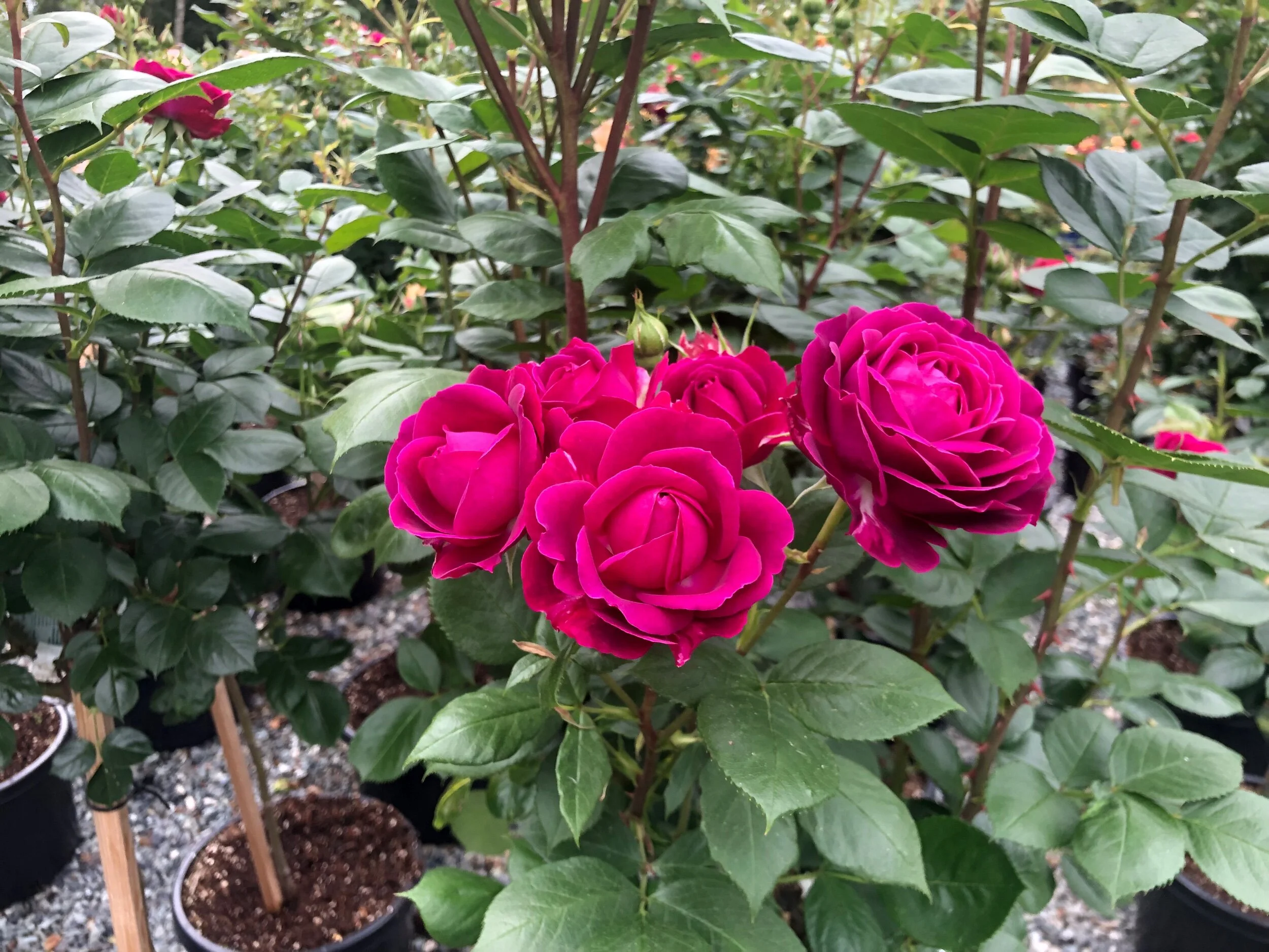 Pope John Paul 11 Tree Rose- 36 inch — Select Roses