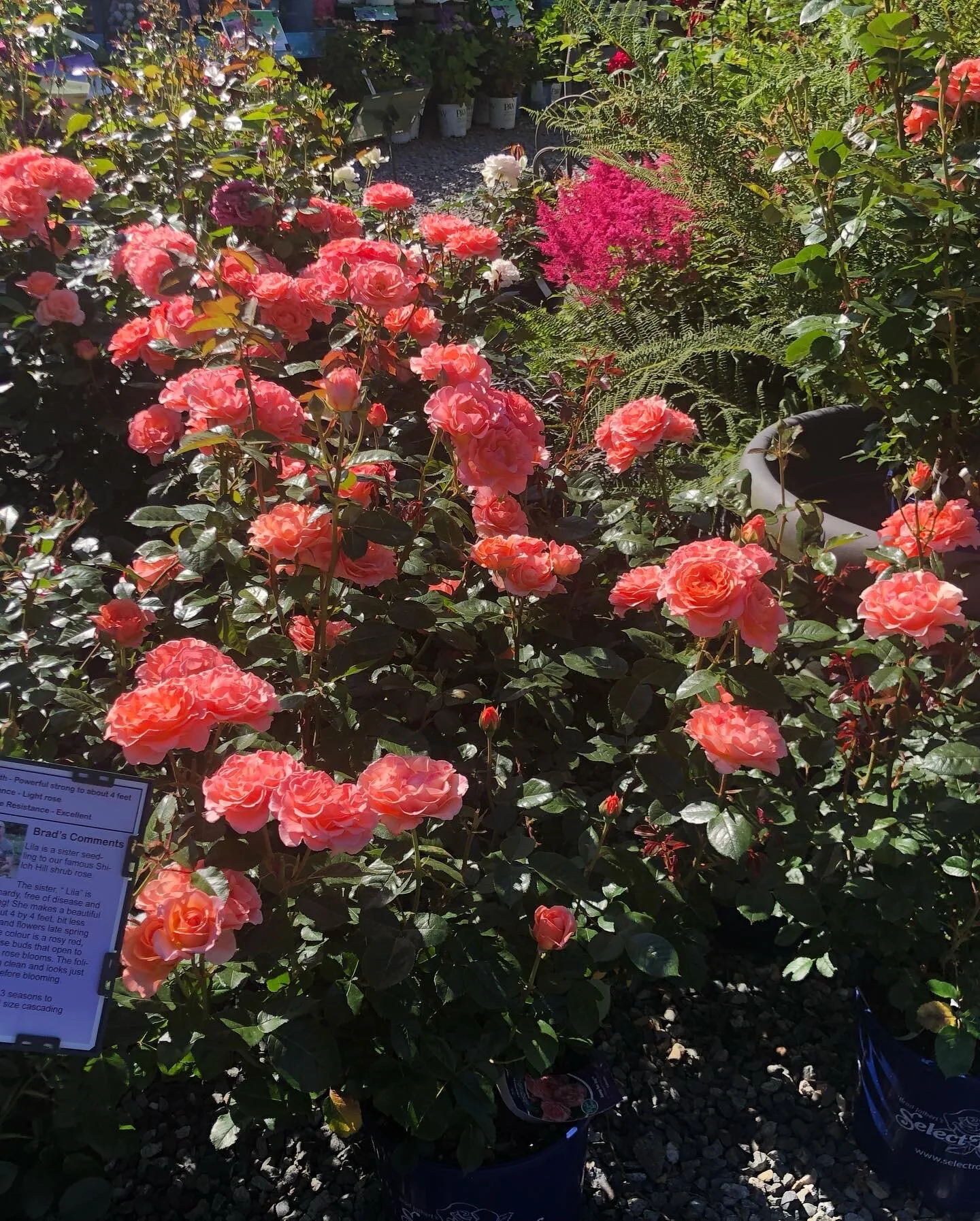 Jump for Joy — Select Roses