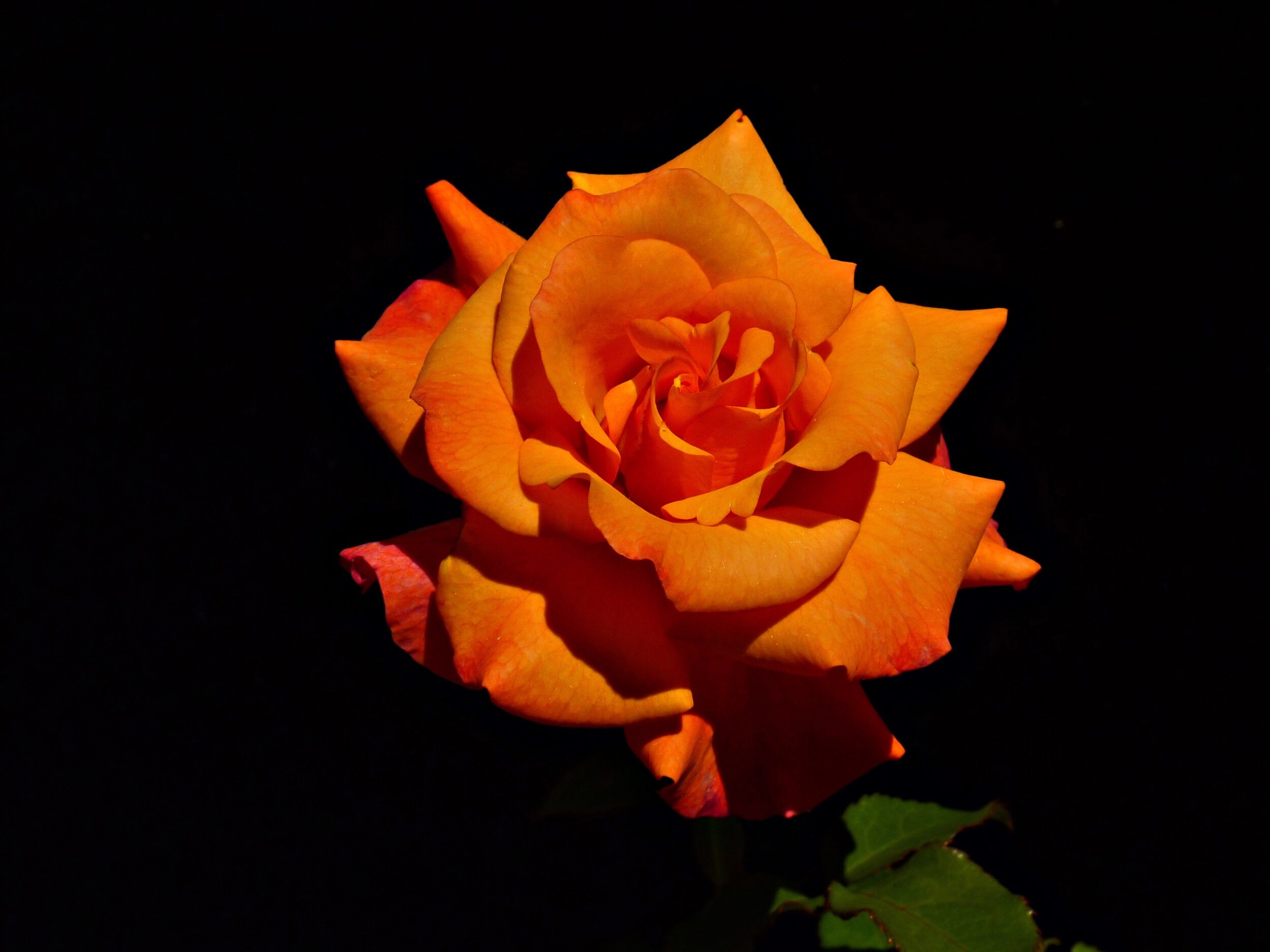 George's 90th Birthday! — Select Roses