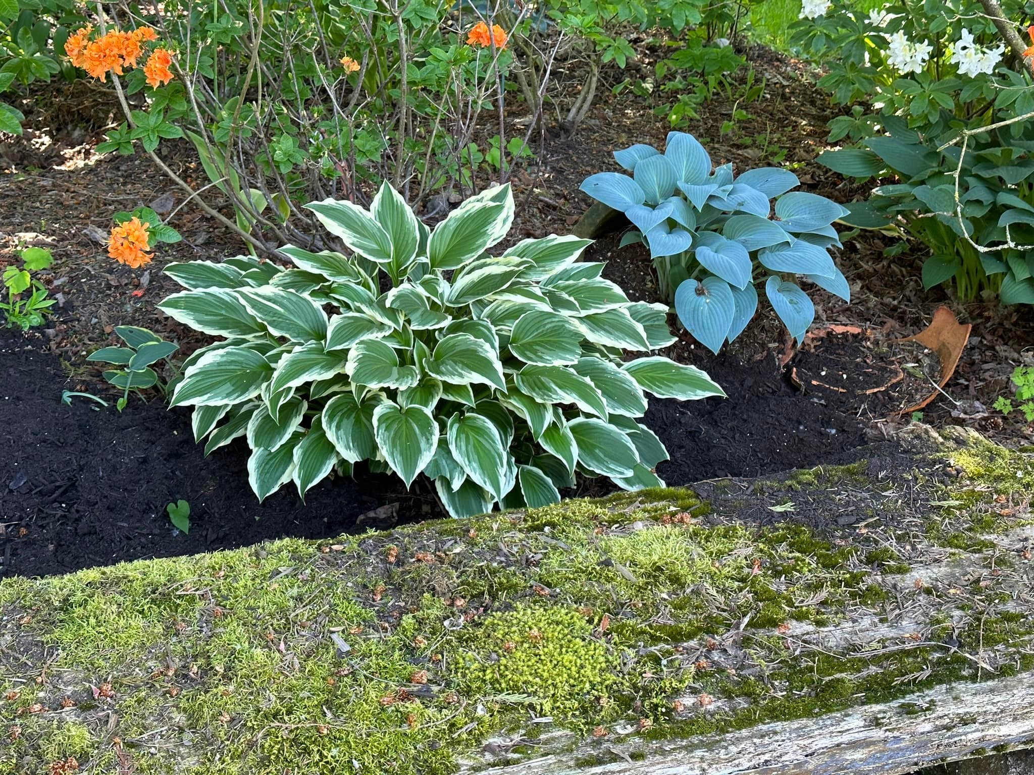 More more more ! 
Worked on a new planting today with my sister. Can&rsquo;t wait for those hosta and astilbe to settle in !