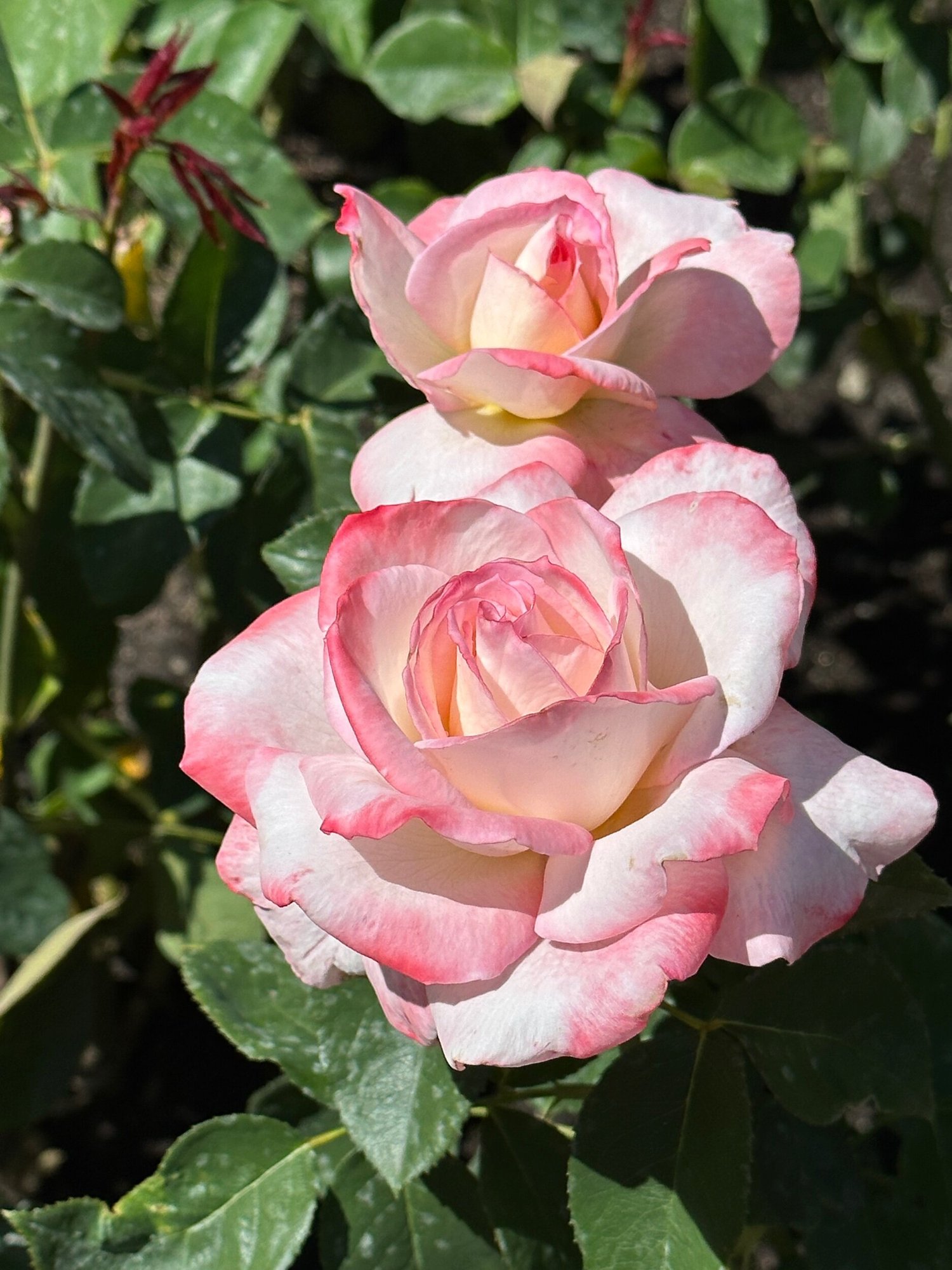 65C9242B-8F79-4D75-9B27-