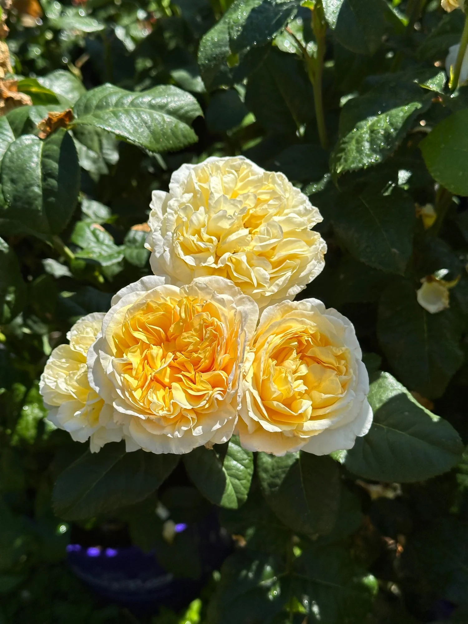 Moonlight Romantica — Select Roses