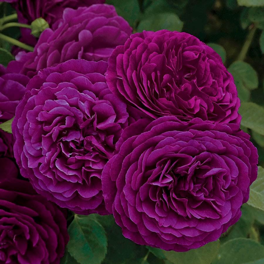 Uptown Girl Tree Rose - 36 inch — Select Roses