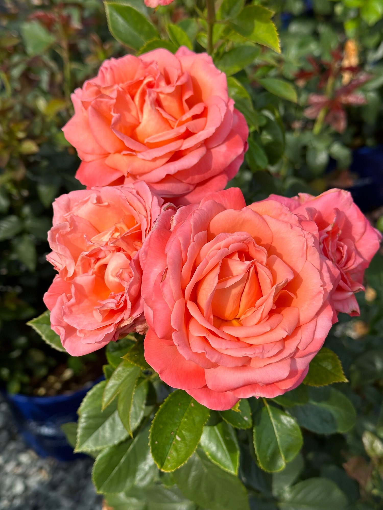 ローズ F9CEBA09-593D-48FD-A621-