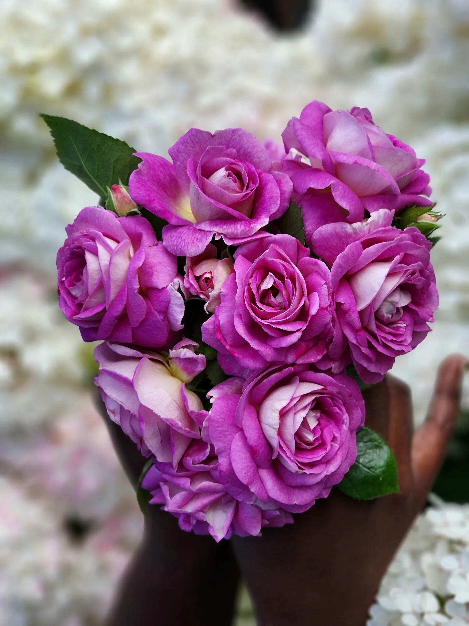 Arctic Blue — Select Roses