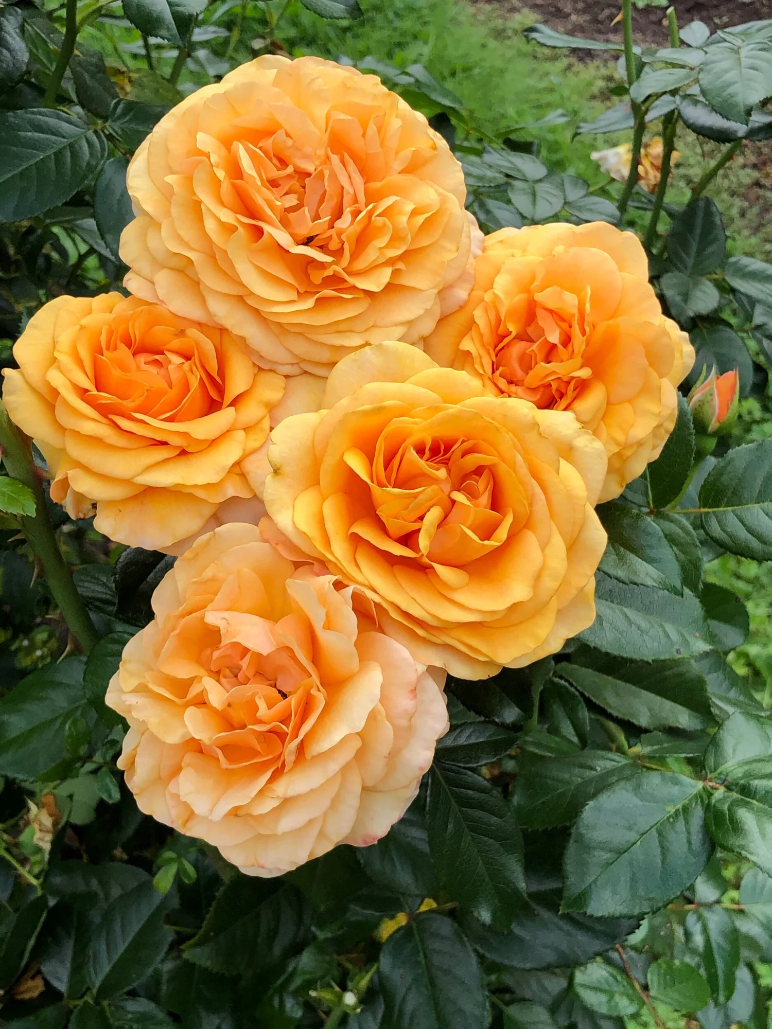 Beyond Fabulous! — Select Roses
