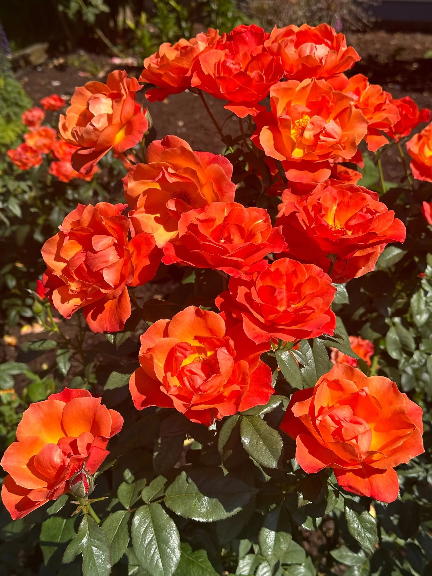 Living Easy — Select Roses