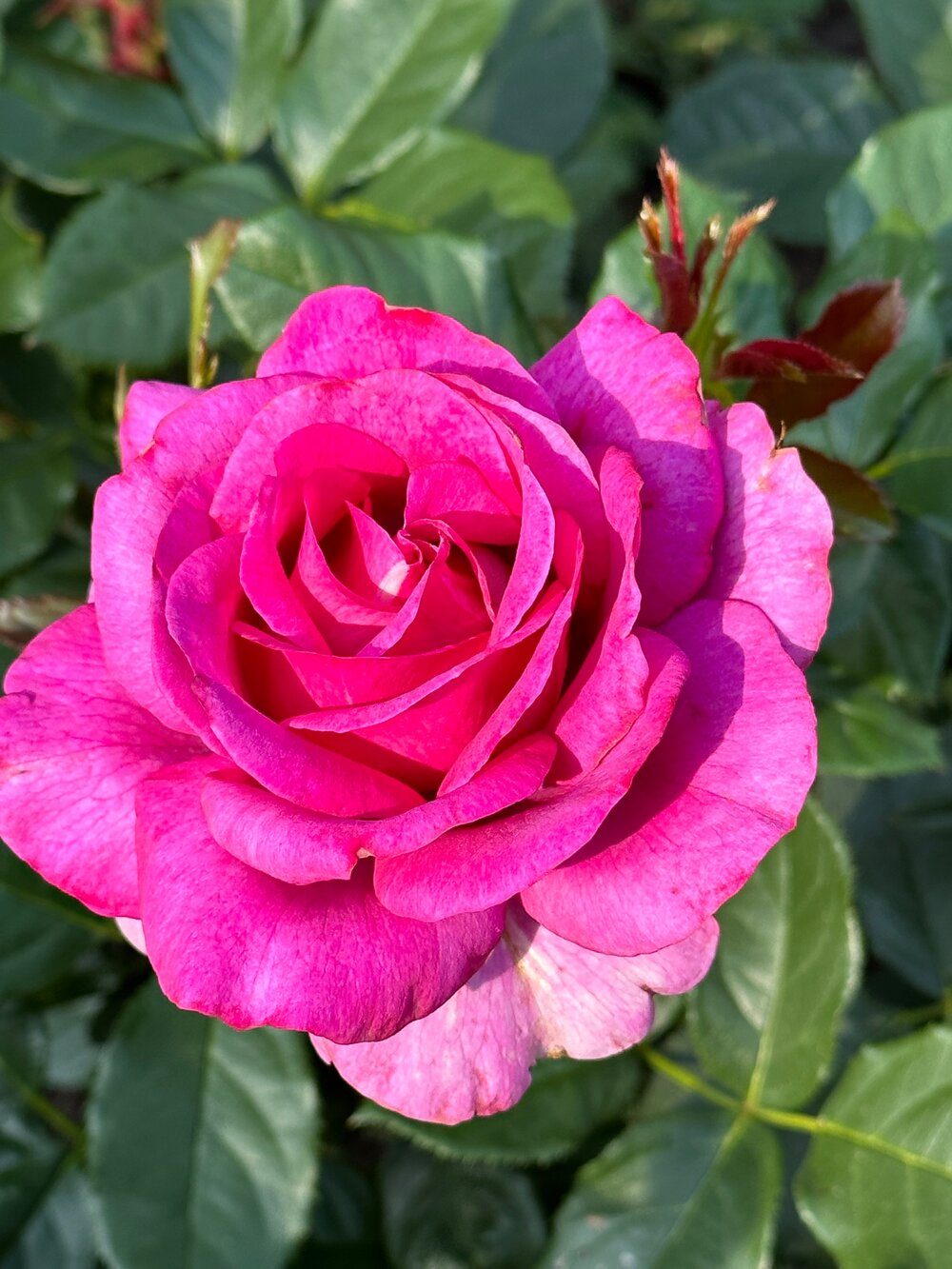 Perfume Factory™ Hybrid Tea rose