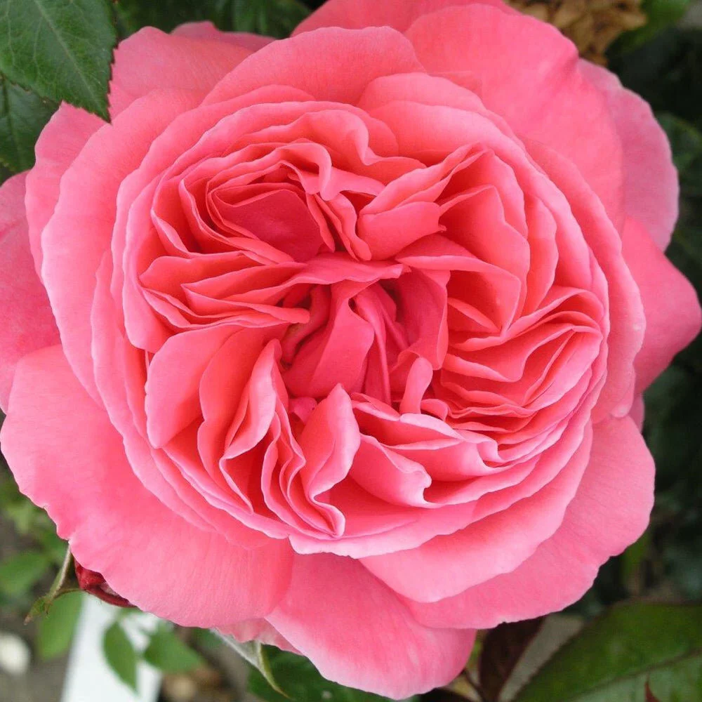Special Anniversary — Select Roses