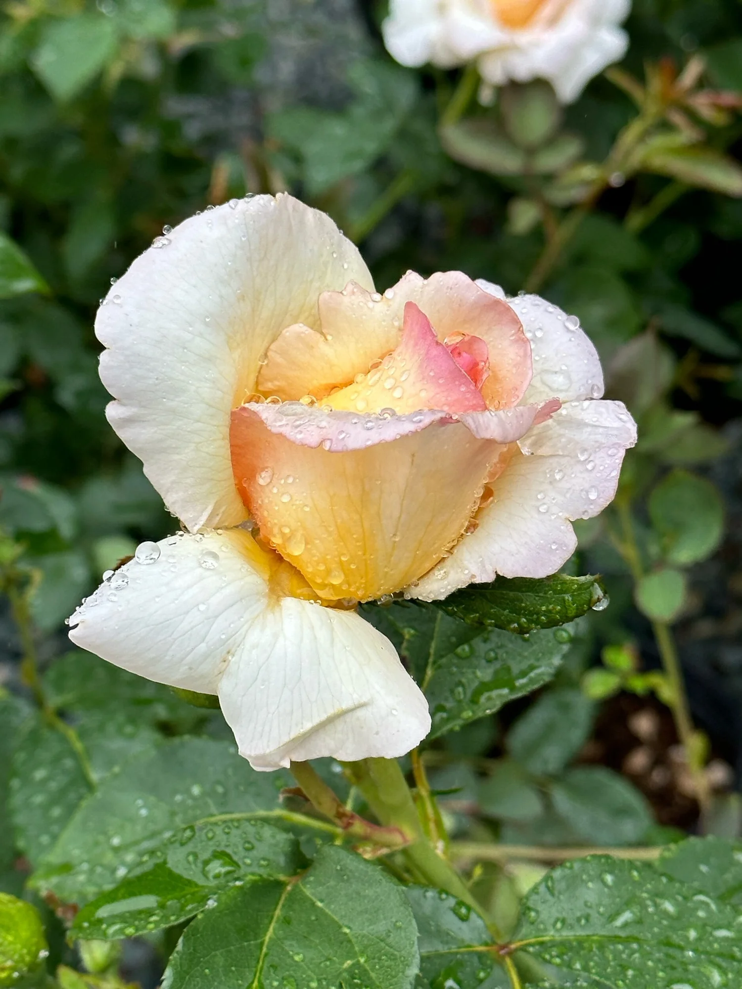Our Hammond Boy — Select Roses