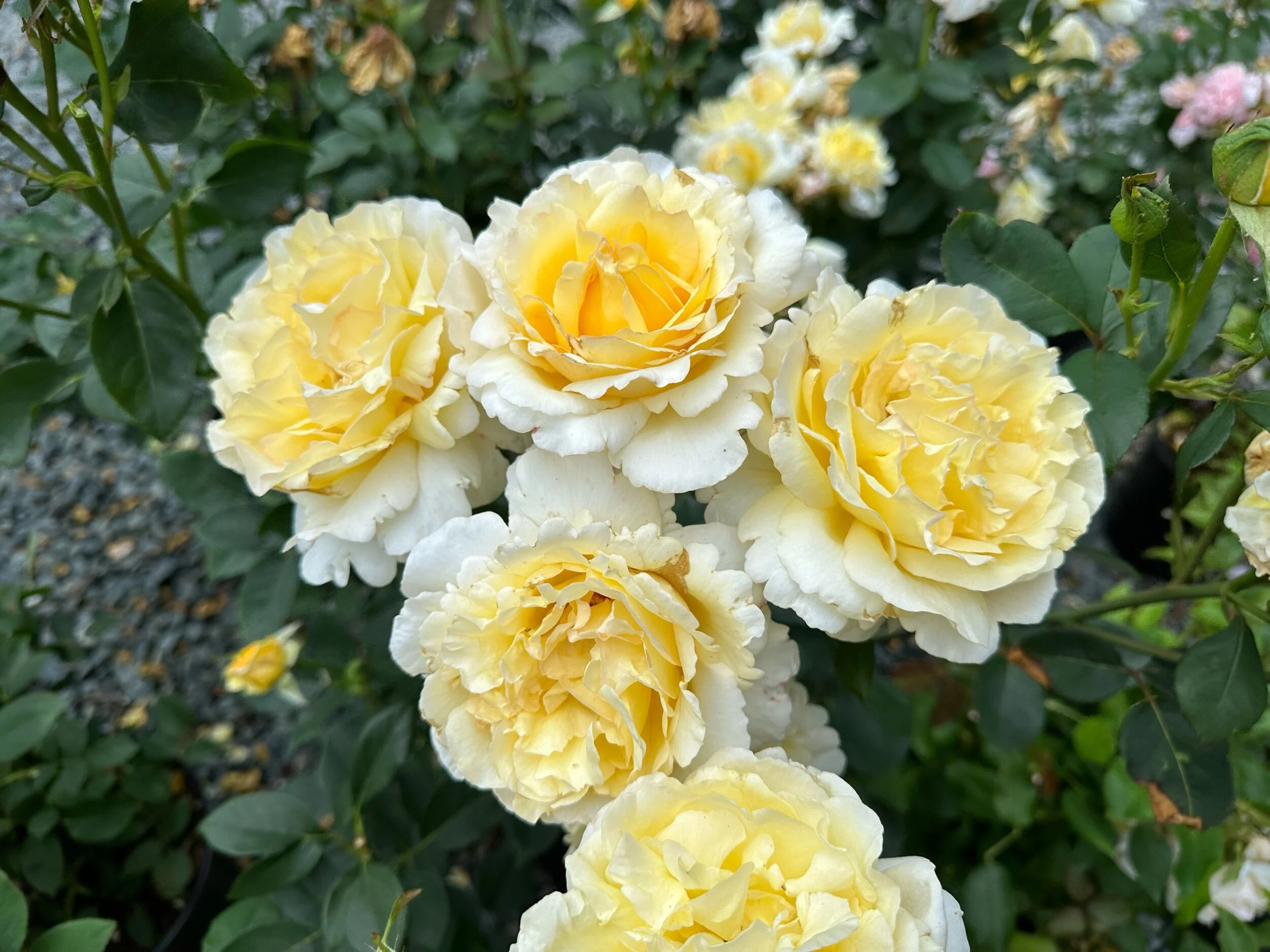 Our Hammond Boy — Select Roses