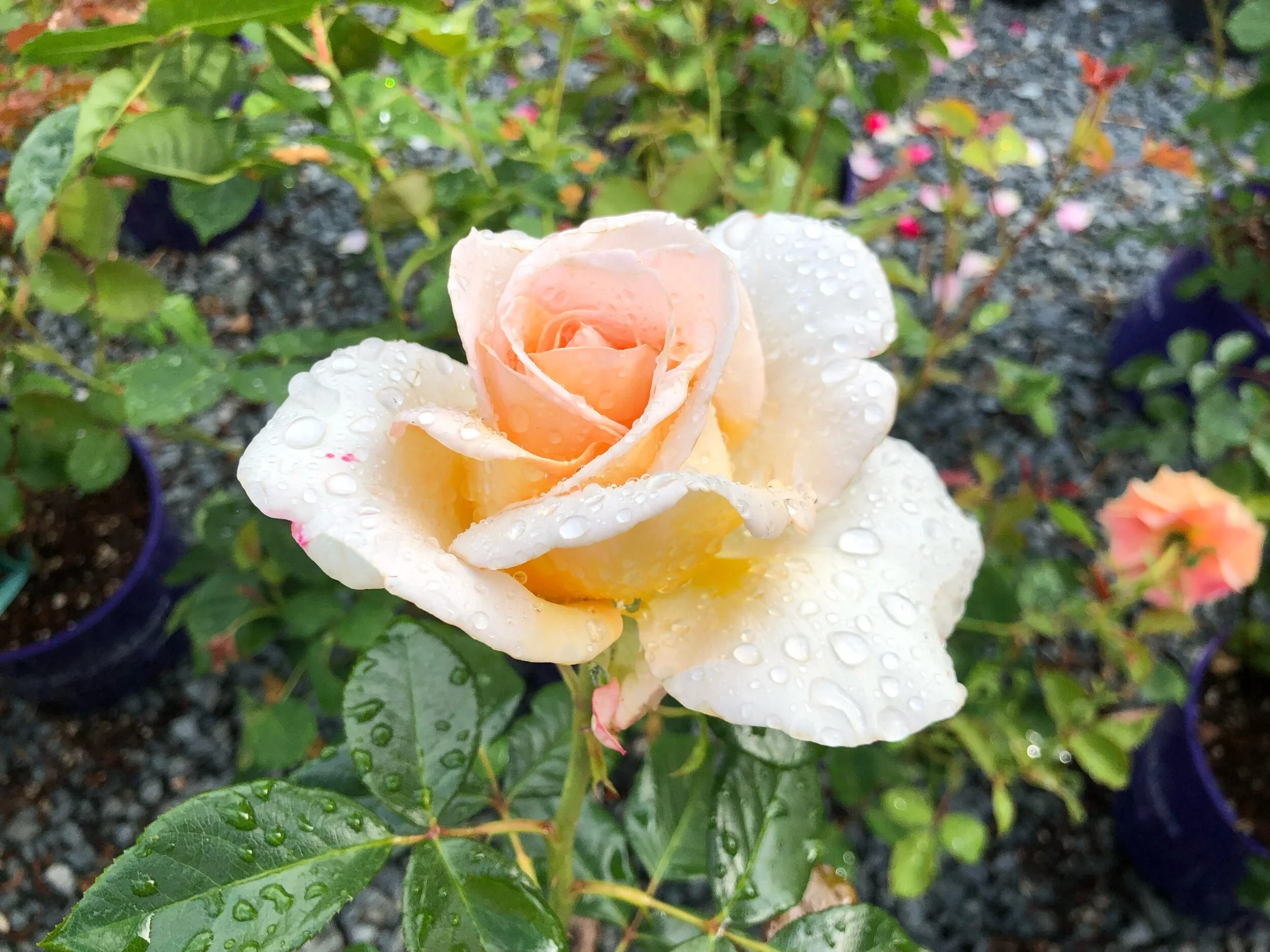 Rose プロフ必読 Once Upon A Time — Select Roses