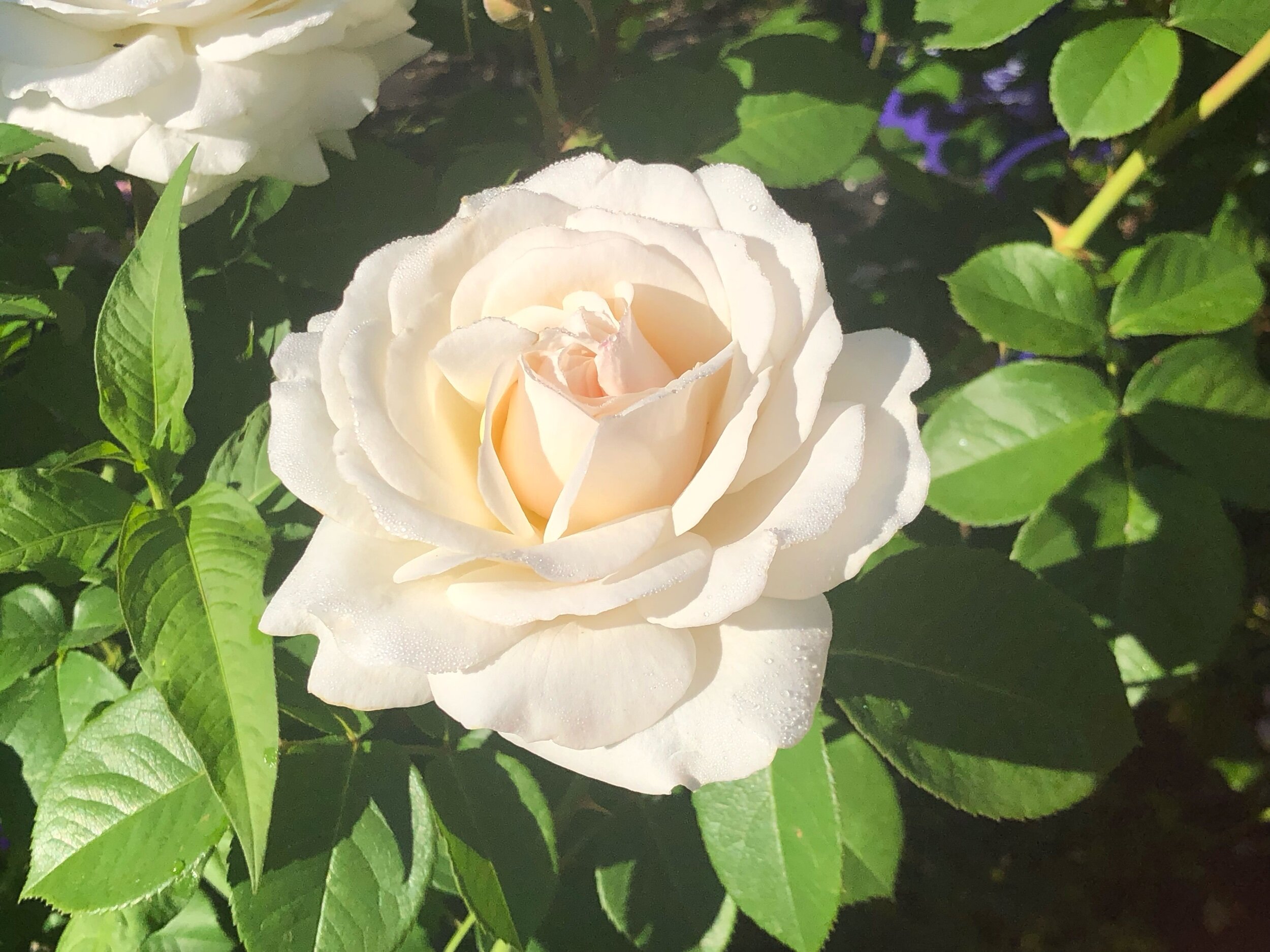 Pretty Polly Lavender<br/>Landscape Rose — Select Roses