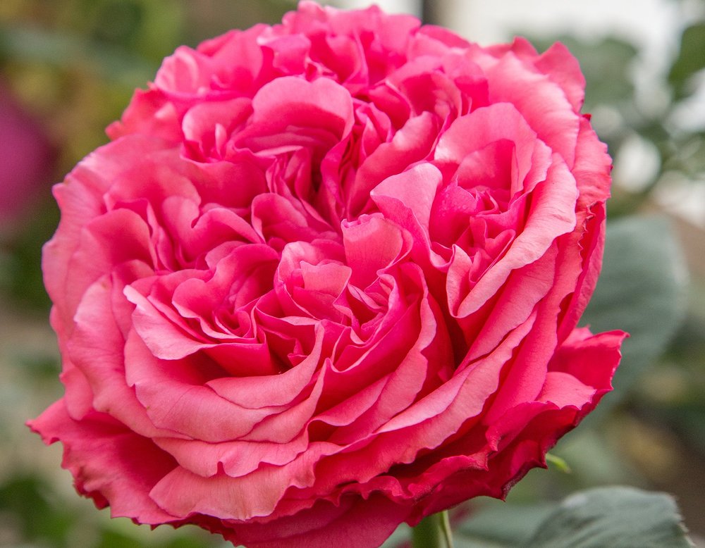 Pre Order Roses for 2024 Pick up — Select Roses