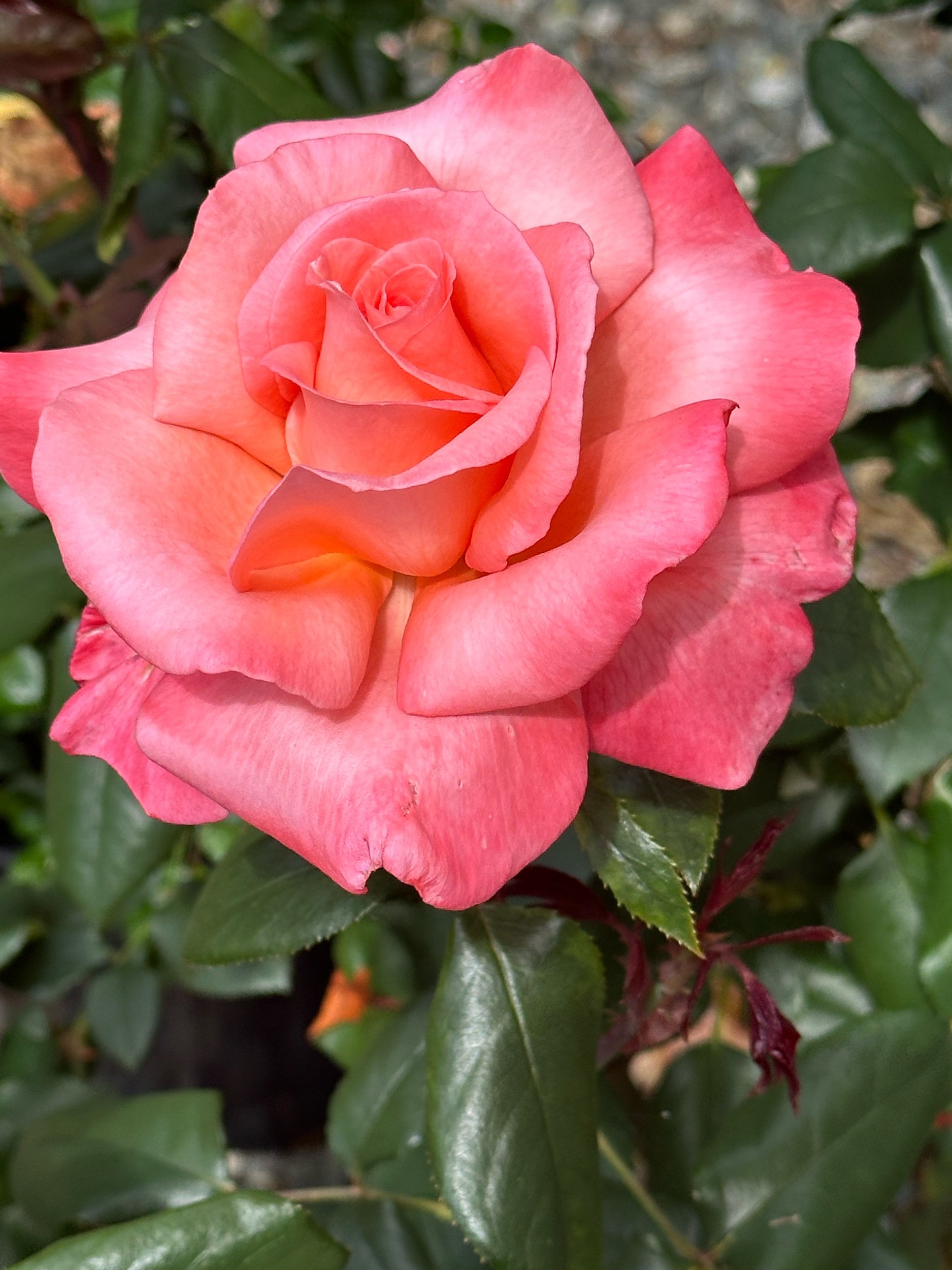 35312CF1-23ED-47B8-A9E3-91FDF95F2CB4.jpeg