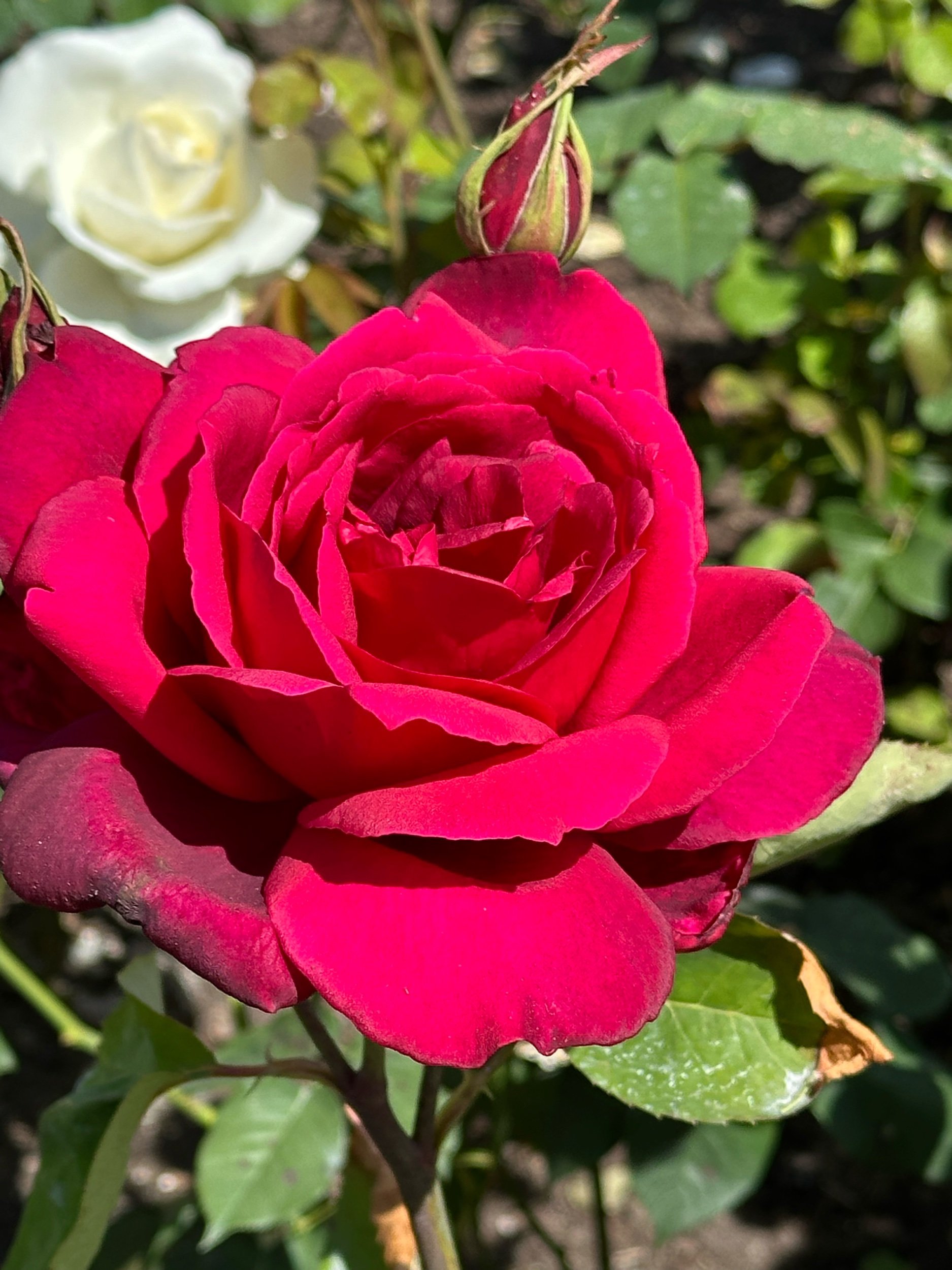 9AB62ADB-AAAA-4670-BEFF-CF4740249A8B.jpeg