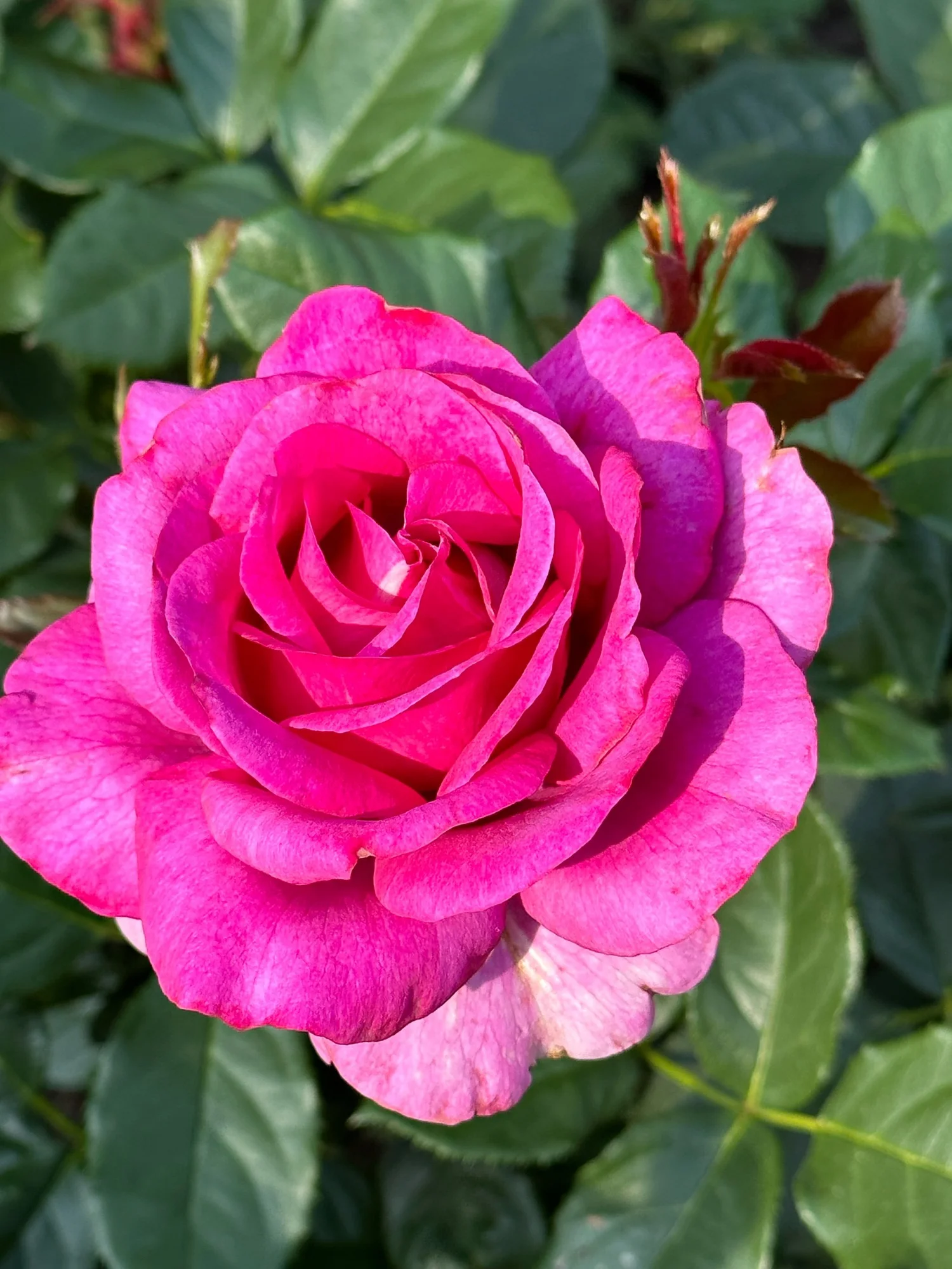 Perfume Factory — Select Roses