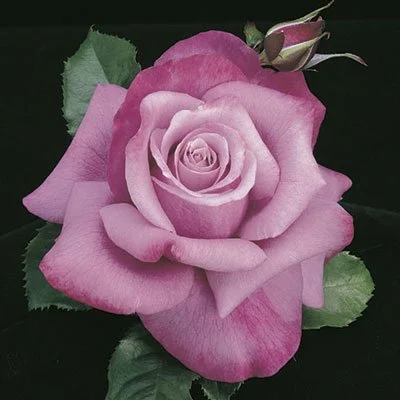 SILVER-ROSE / 薔薇  デモテープ FC160F4E-8D72-46AD-B631-