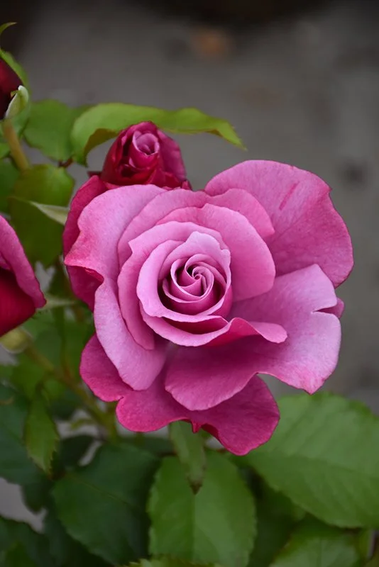 Barbra Streisand — Select Roses