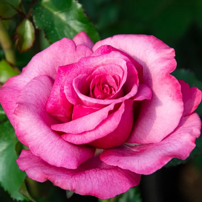 Barbra Streisand — Select Roses