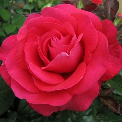 In Love Again — Select Roses