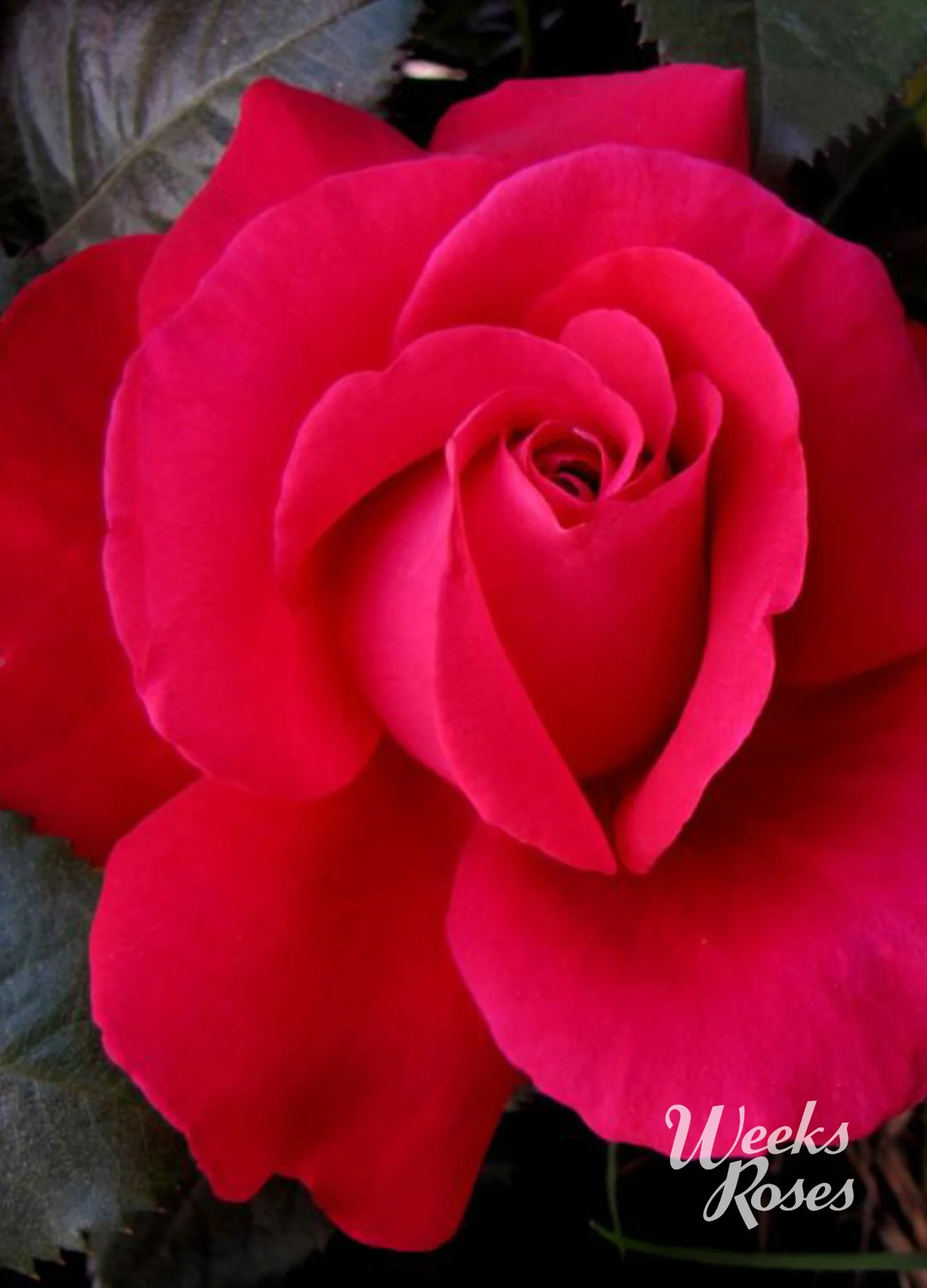 ROSEページ 15C5FF40-7EC8-4B1A-AF07-