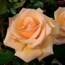 8C836FF3-88A7-4D1C-B0D9-3D88A6C4BBF1.jpeg