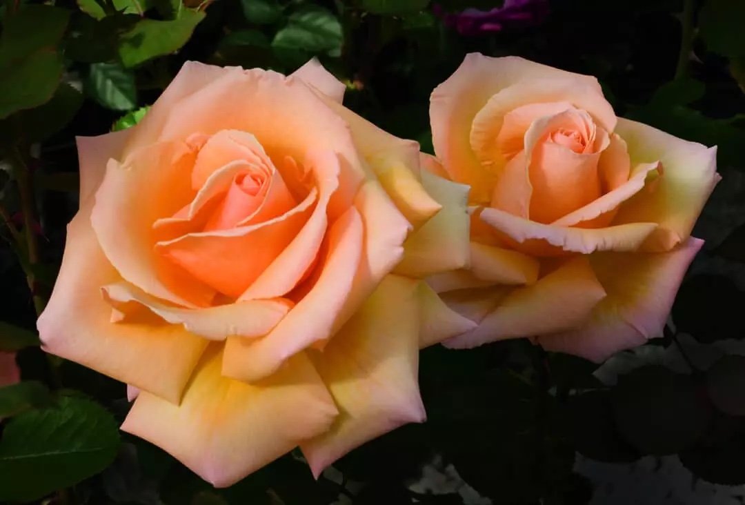 8164508F-8CC6-46D8-8E45-386E22B1B52C.jpeg