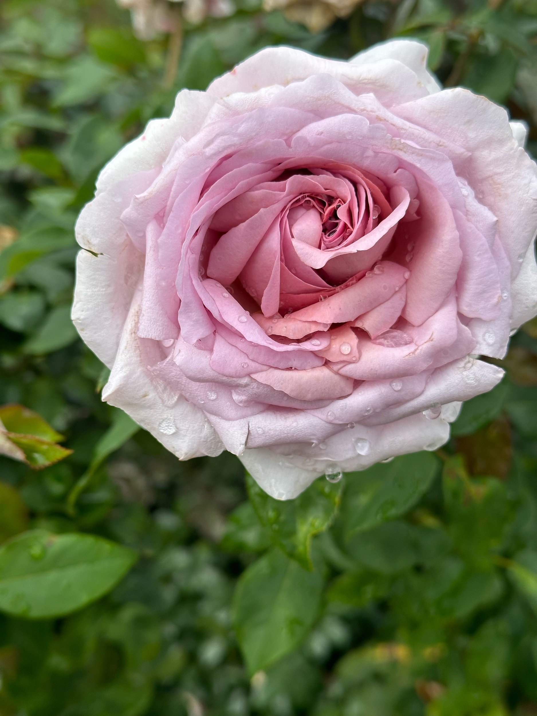 B5C9EE65-BB82-4C9D-88A3-546896C7AD72.jpeg