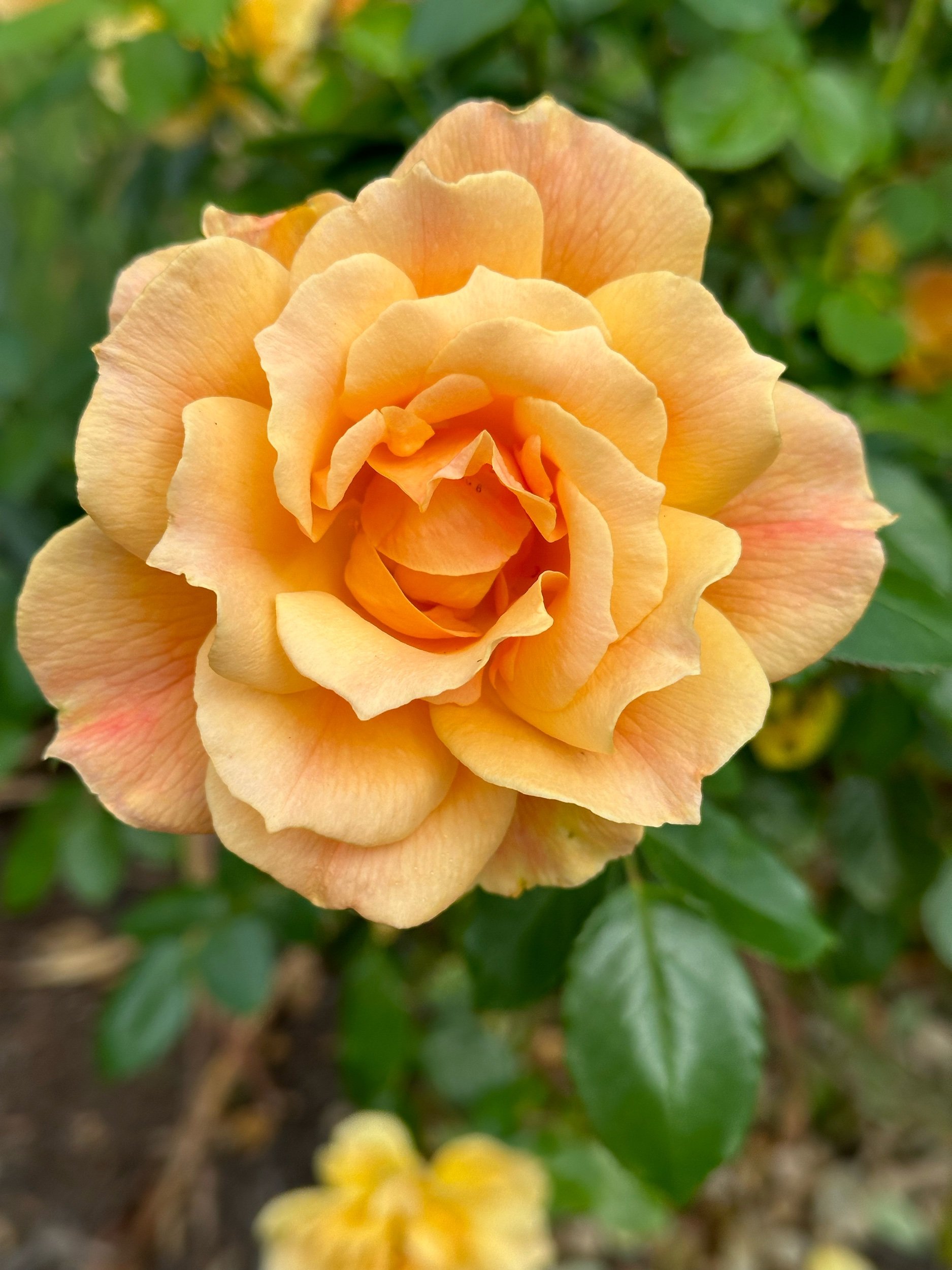 CADF509F-7172-4895-87EF-D1C451AB3F90.jpeg