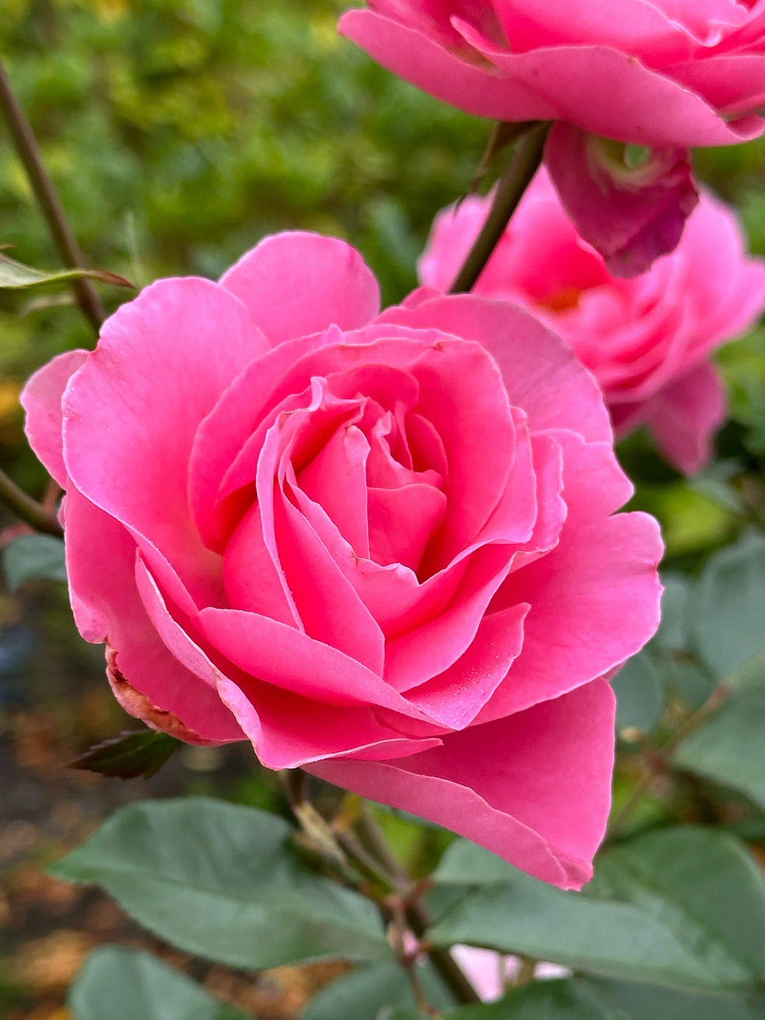 sweet_rose_R ページ 9/11 Pink Beauty — Select Roses