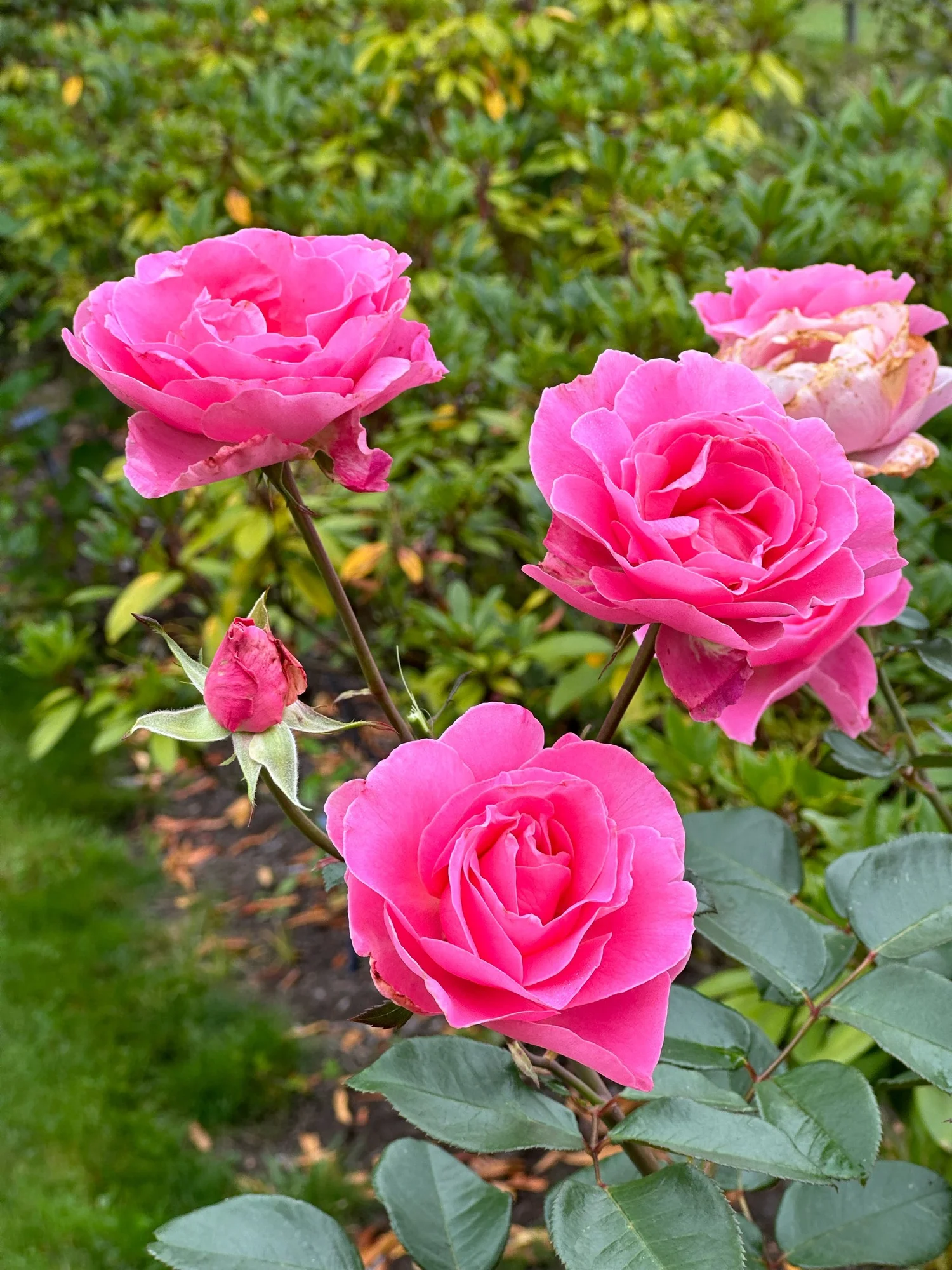 Pink Beauty — Select Roses