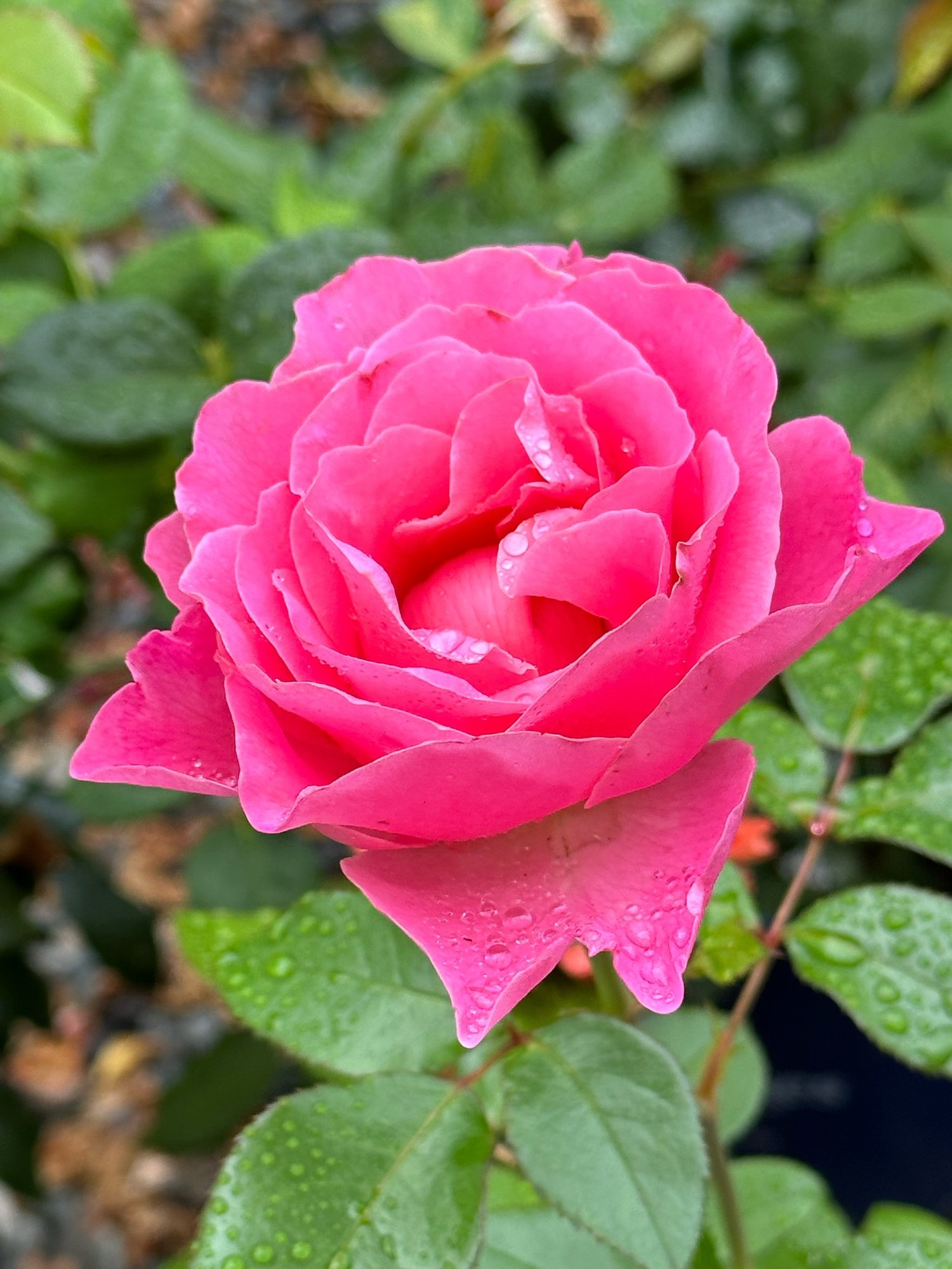 sweet_rose_R ページ 9/11 BC293496-F2F7-4622-8F09-