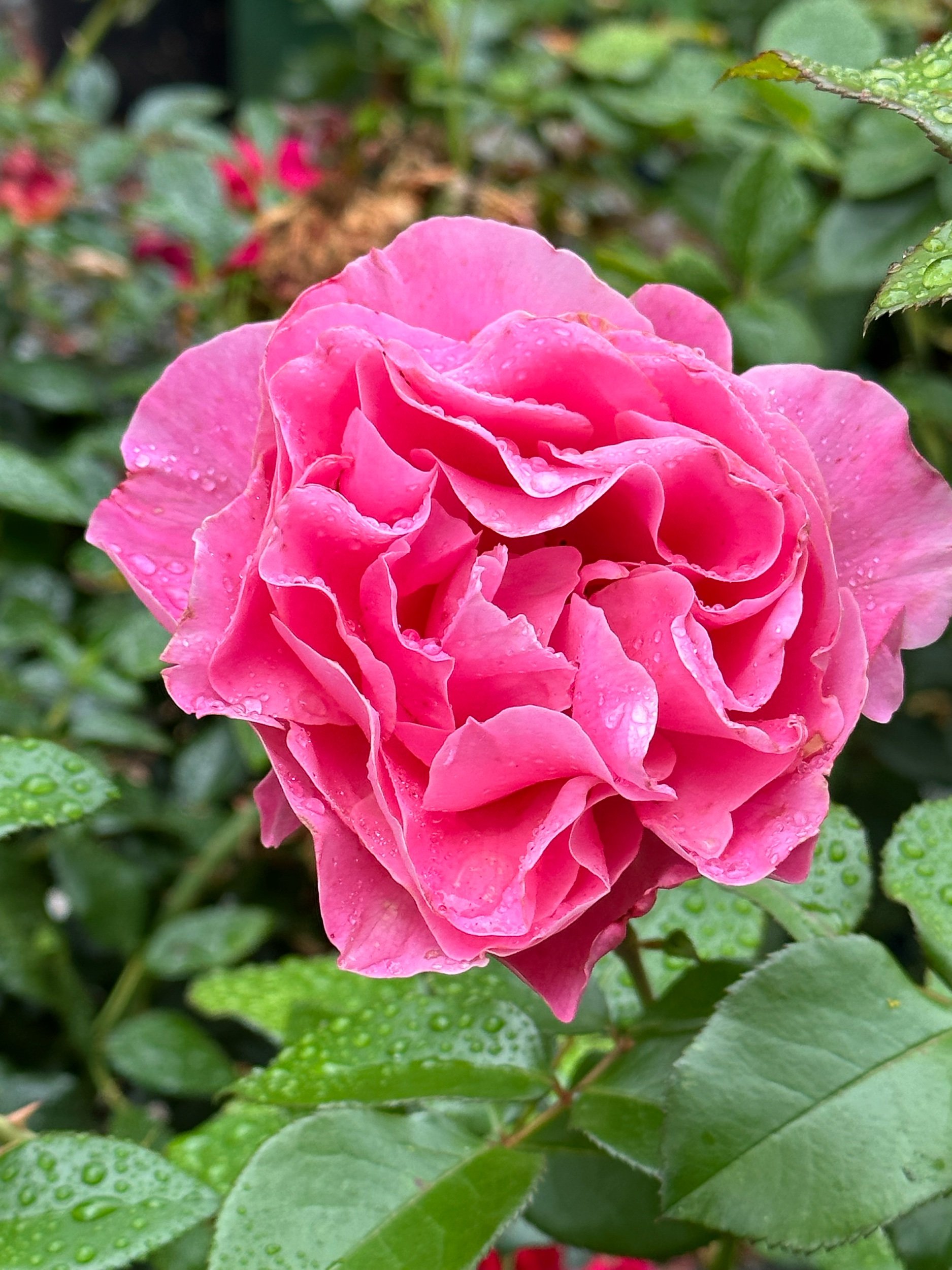 D9873D7C-278C-401A-B59F-D476313FA691.jpeg