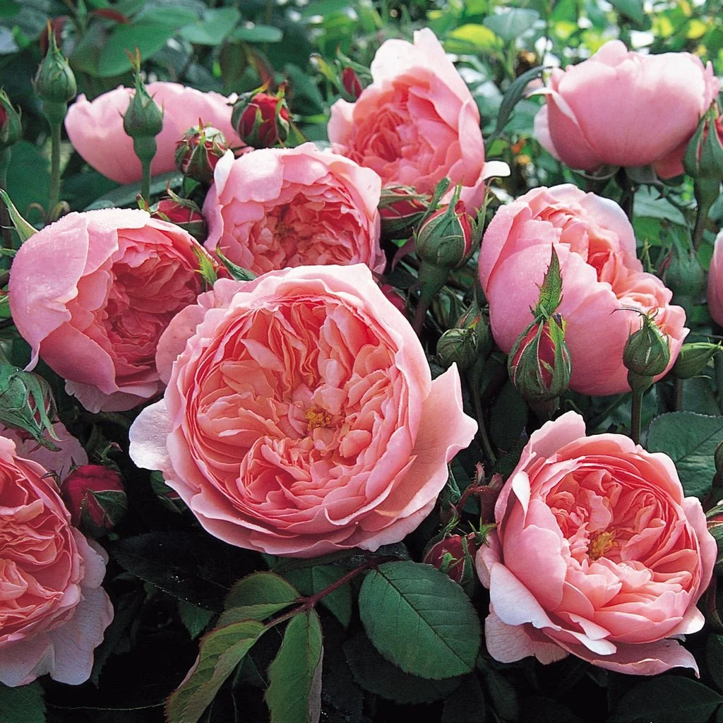 rose rose✨ The Alnwick® RoseTM — Select Roses