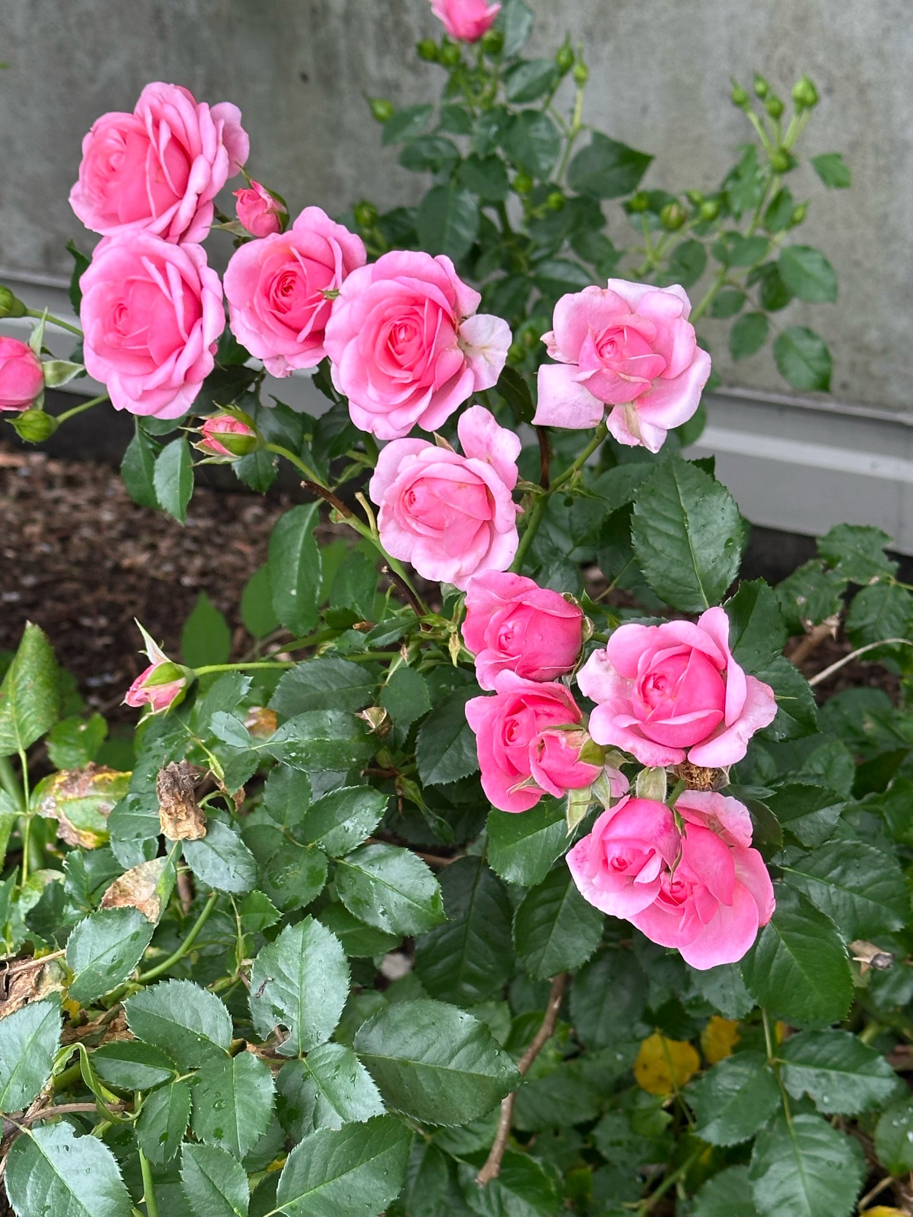 2E0184F6-DF4F-4393-A1AE-1AB4A07246AE.jpeg