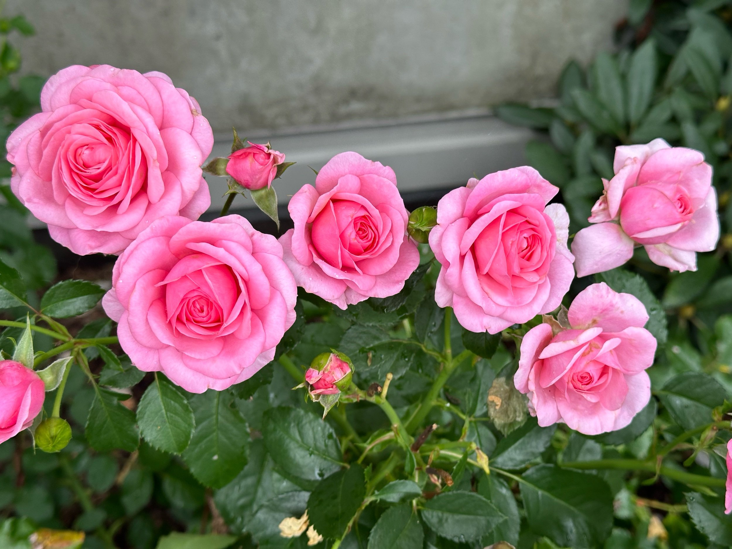 458D9D7B-DCDB-416F-B2DB-A09F1865A710.jpeg