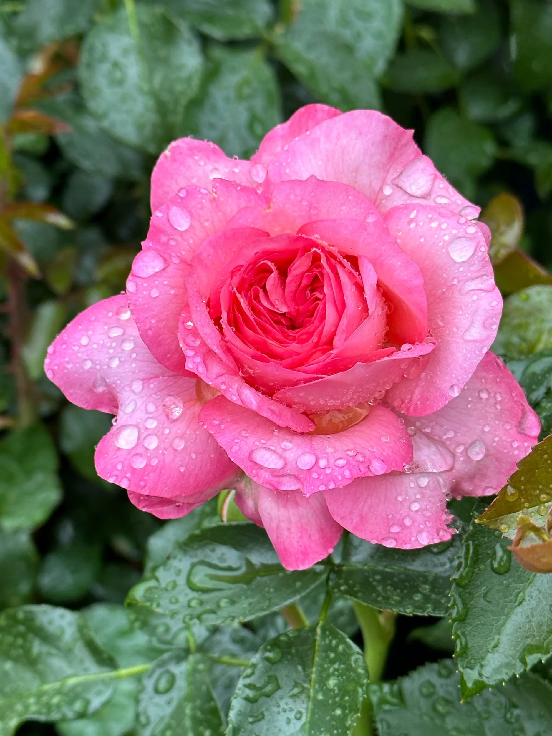 Pre Order Roses for 2024 Pick up — Select Roses