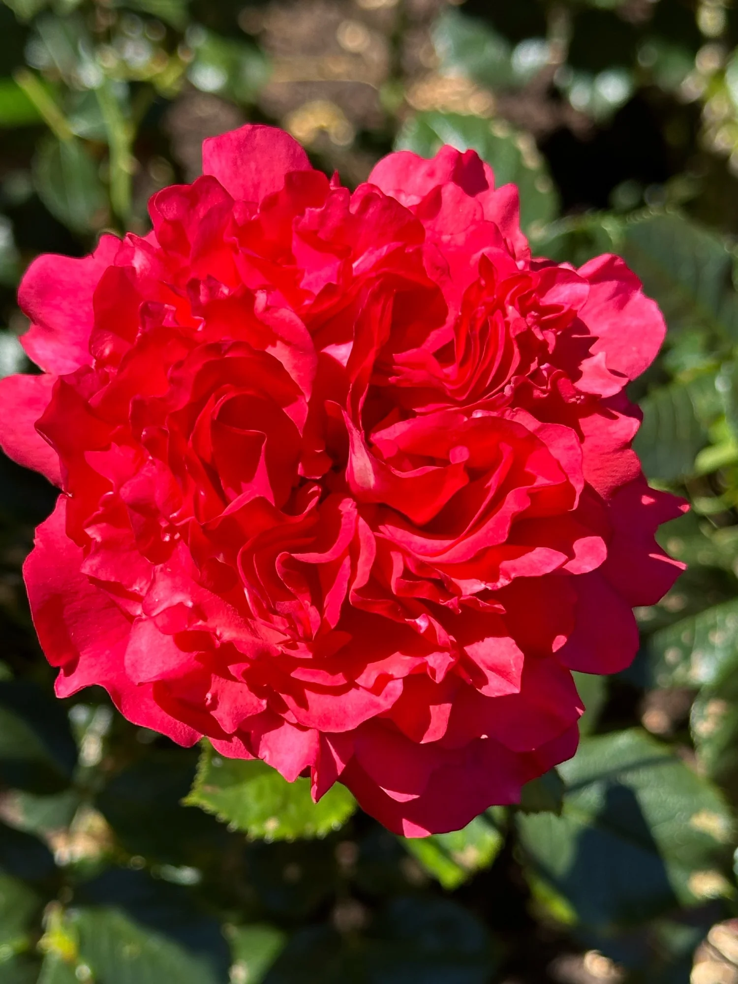 Jal-Frilly — Select Roses