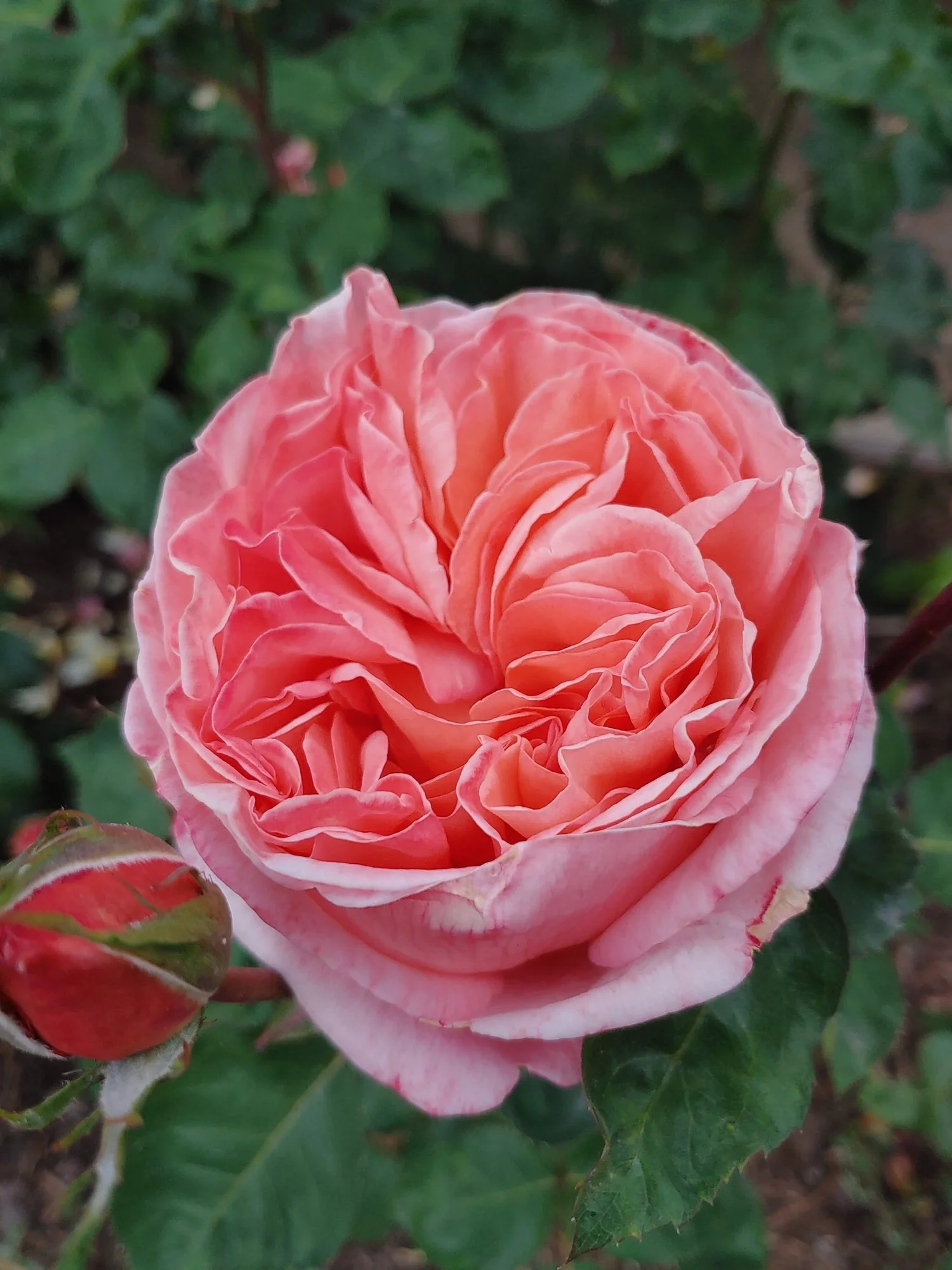 EDA3C8D1-ABDC-485C-96A6-