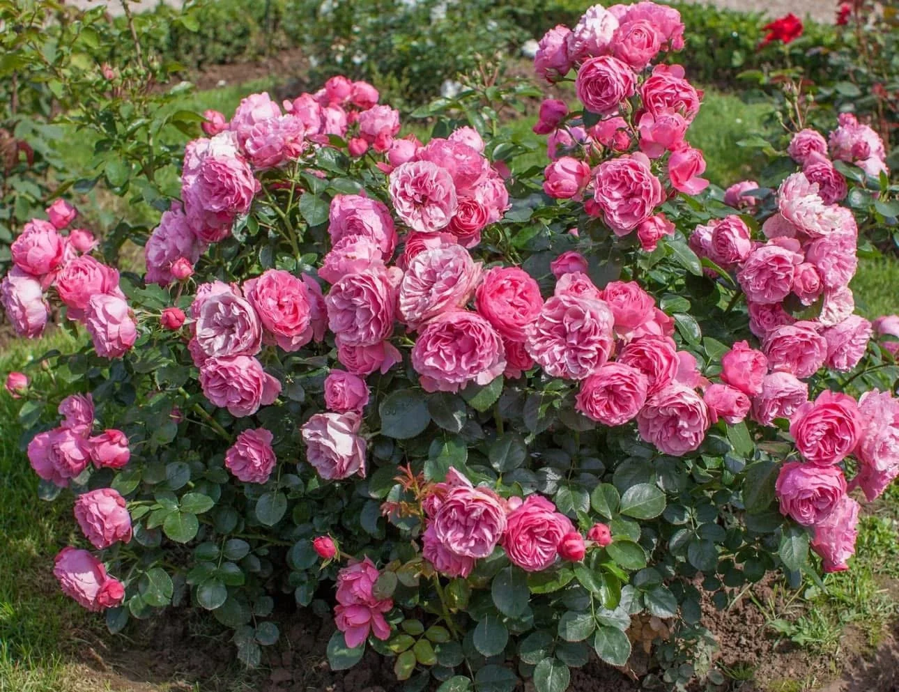 Leonardo DaVinci — Select Roses