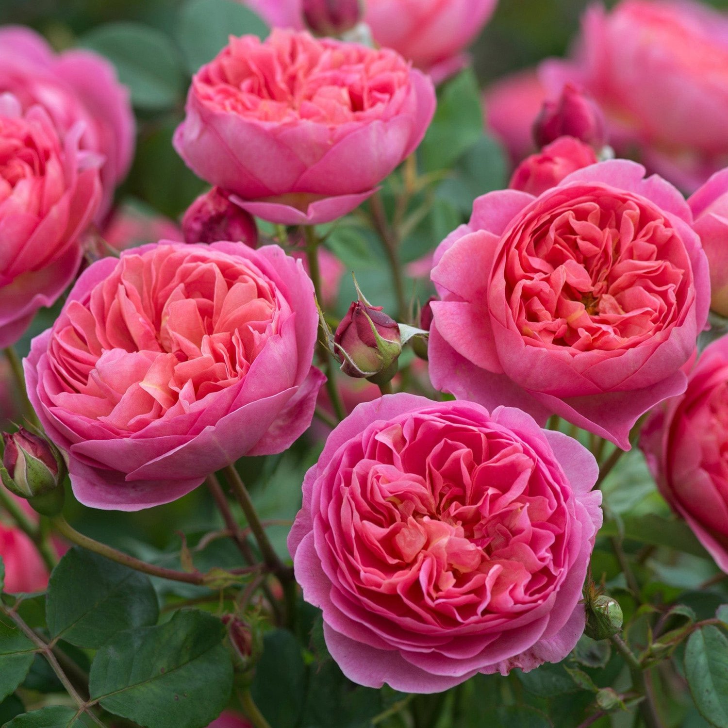 Boscobel - David Austin Rose — Select Roses Boscobel - David Austin Rose — Select Roses